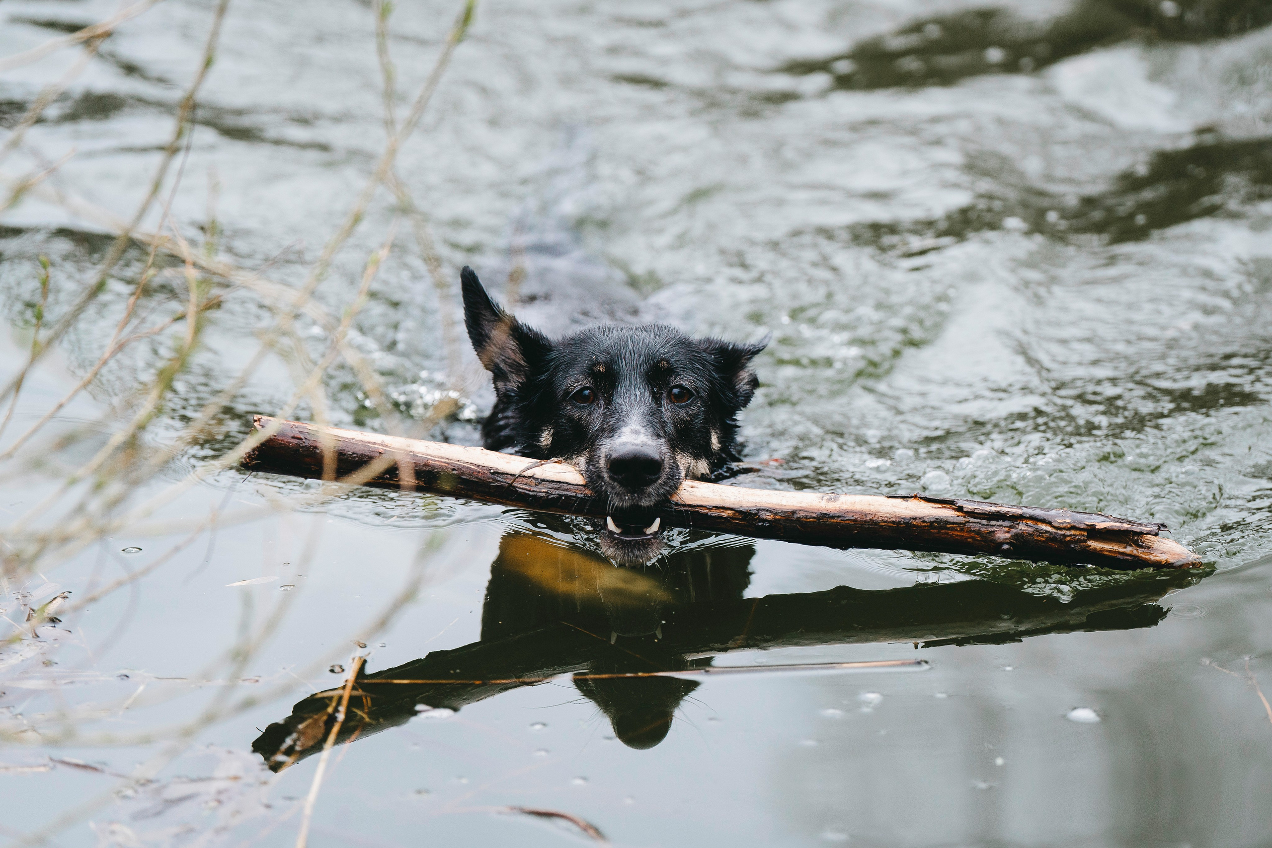 Эля и Шиза. Фотограф анималист в Спб недорого Олеся Майорова