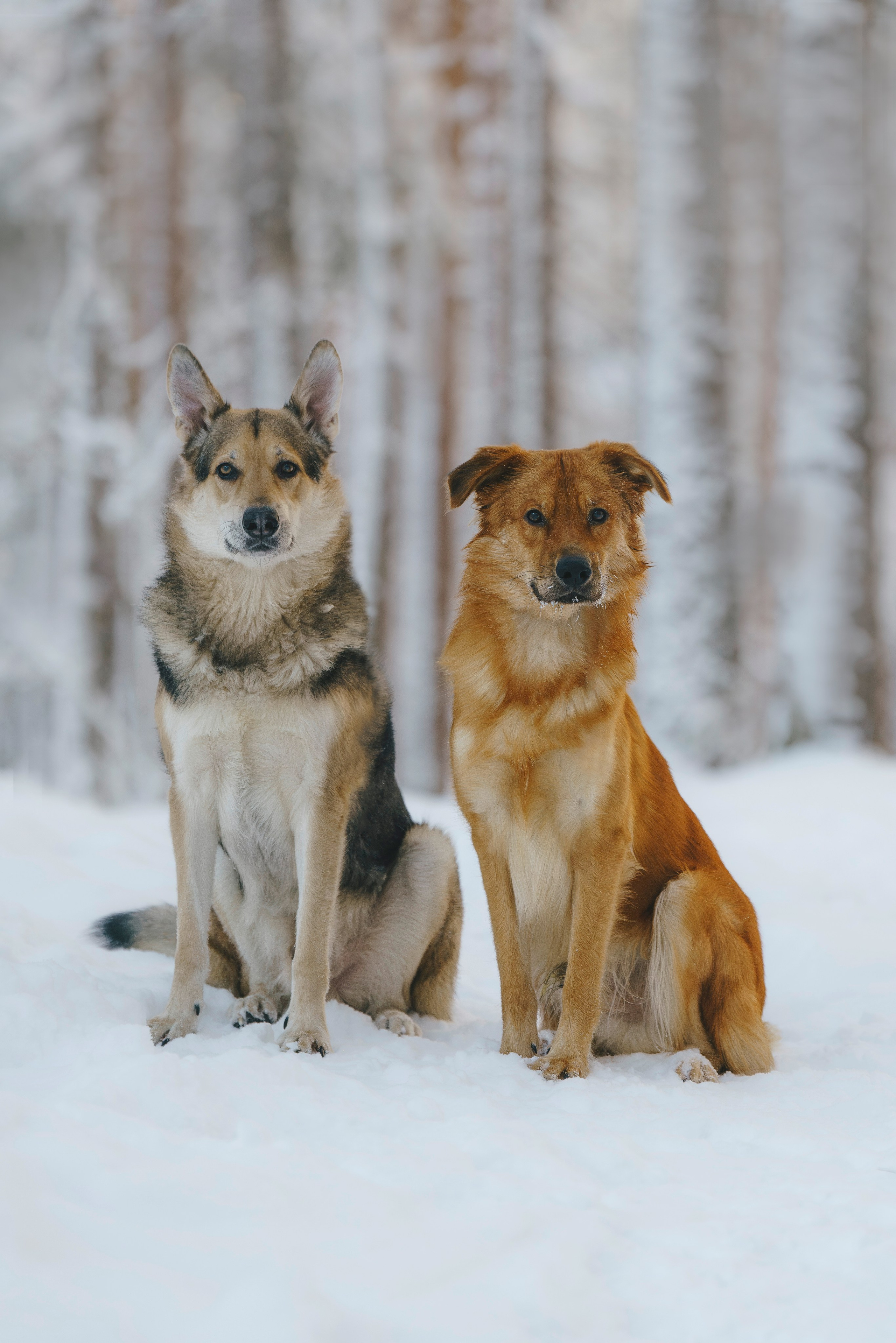 Рэй, Кузя, Ольга и Александр. Фотограф анималист в Спб недорого Олеся Майорова
