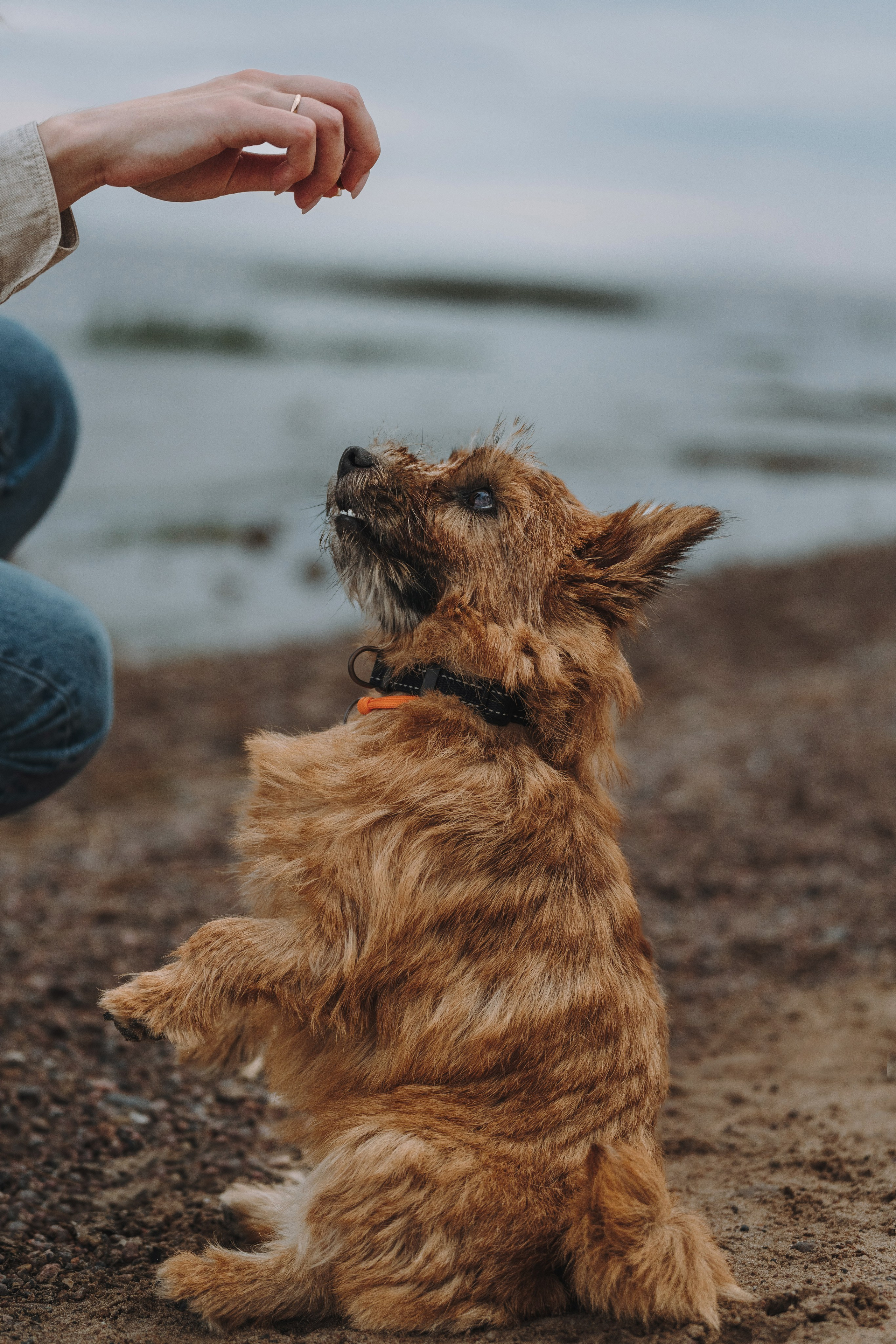 Семейная фотосессия с собакой Спб. Фотограф анималист в Спб недорого Олеся Майорова