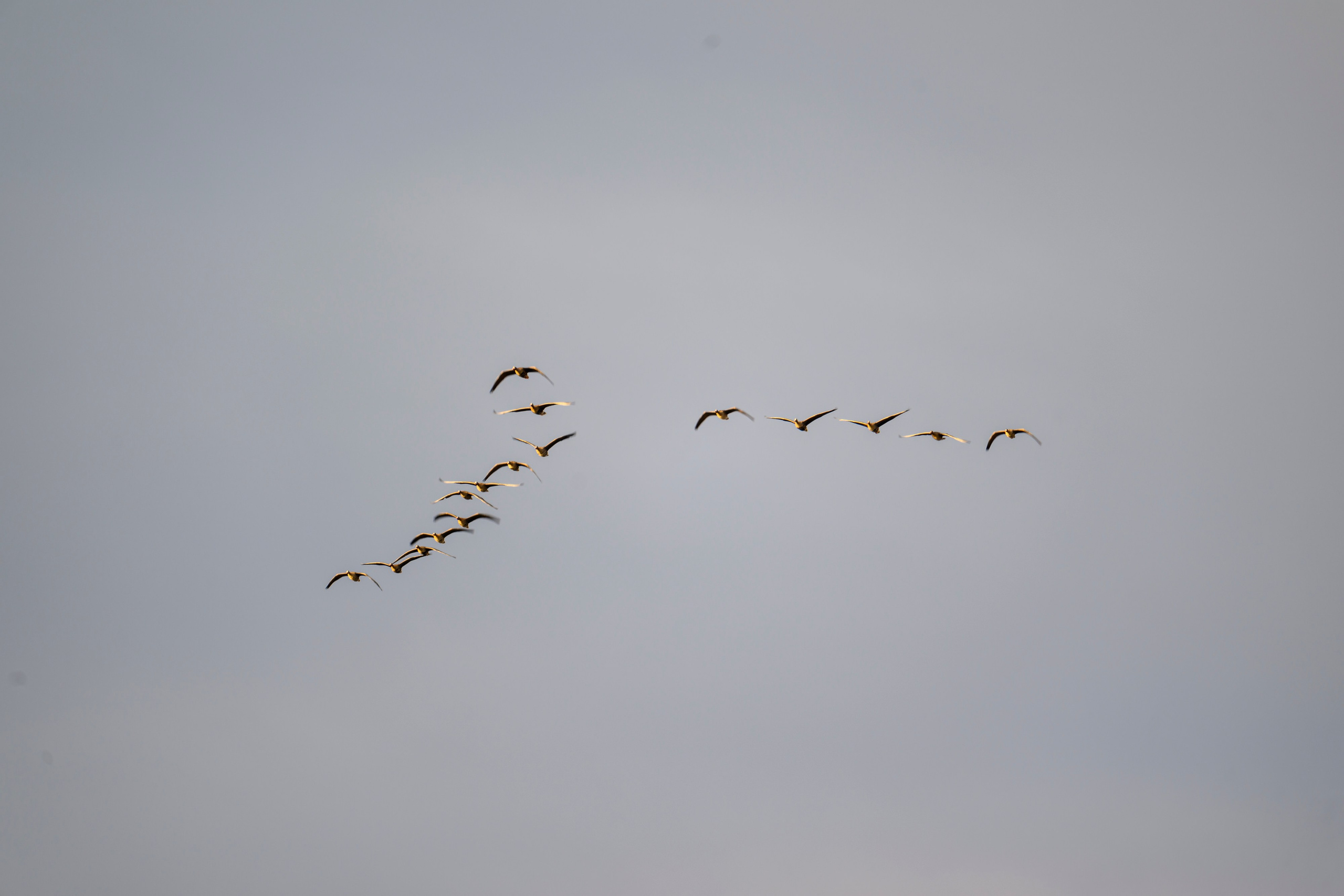Дуплет скопы. Wildlife photography by Sergey Puponin