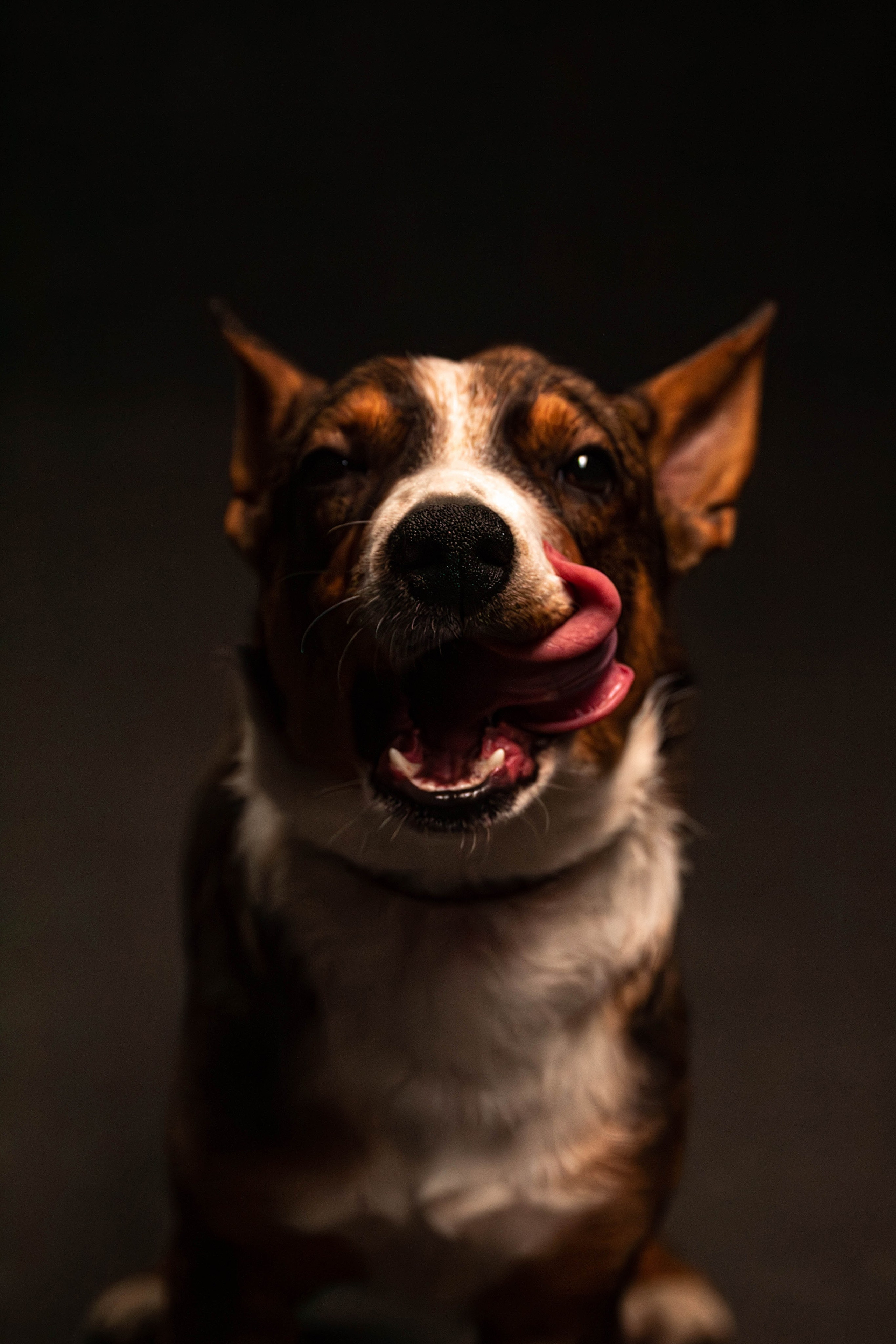 Фотосессия с животными. Фотограф анималист — Тула, Москва