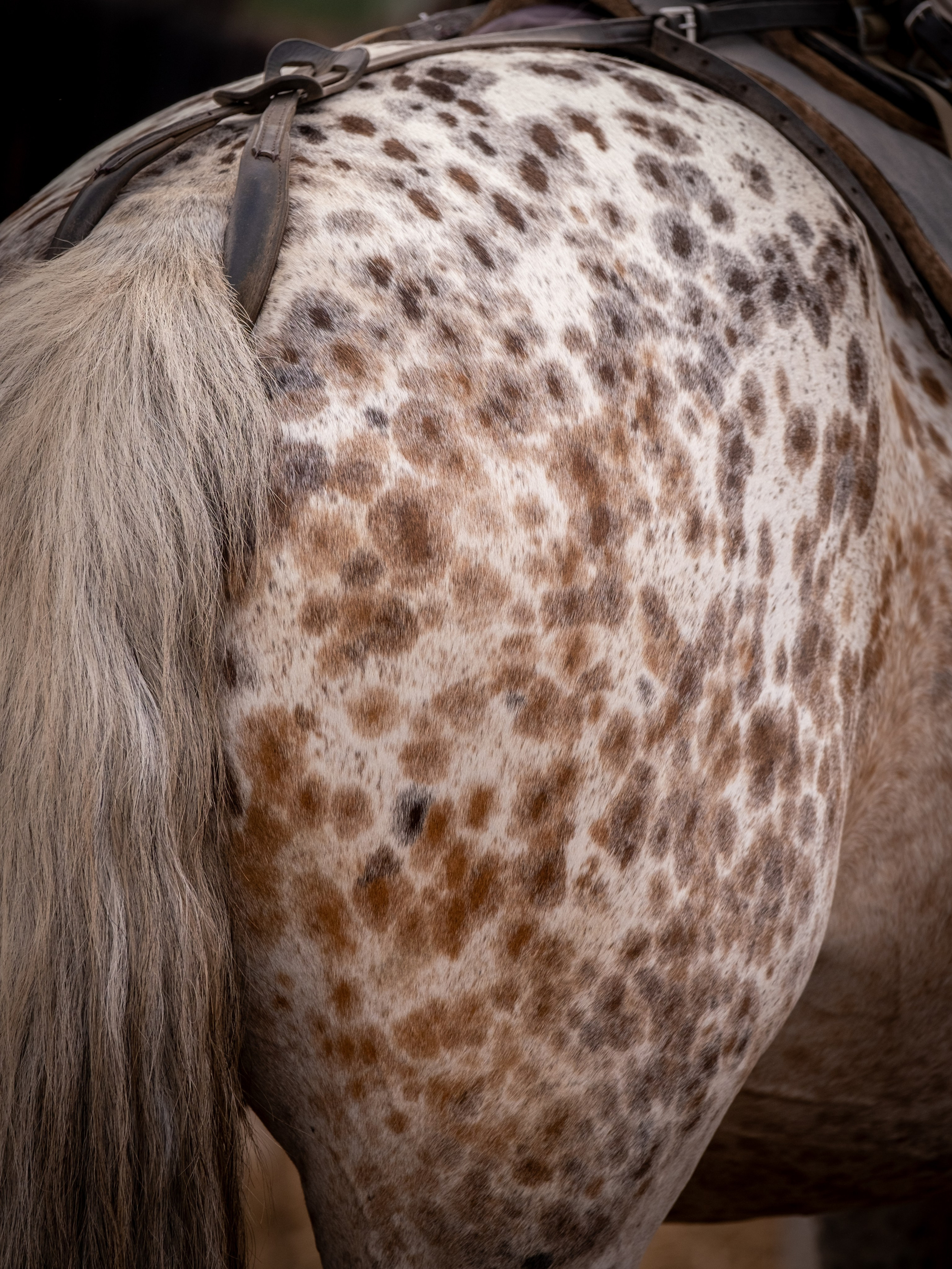 Аванпост, конное ранчо. Зоофотограф, фотограф животных в Москве и области Дина Дамоцева