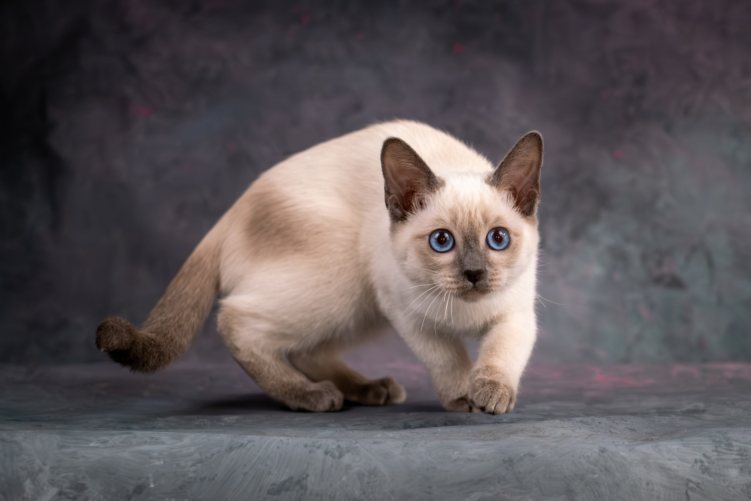 Тайские котята для Никиты и Ольги. Зоофотограф, фотограф животных в Москве и области Дина Дамоцева