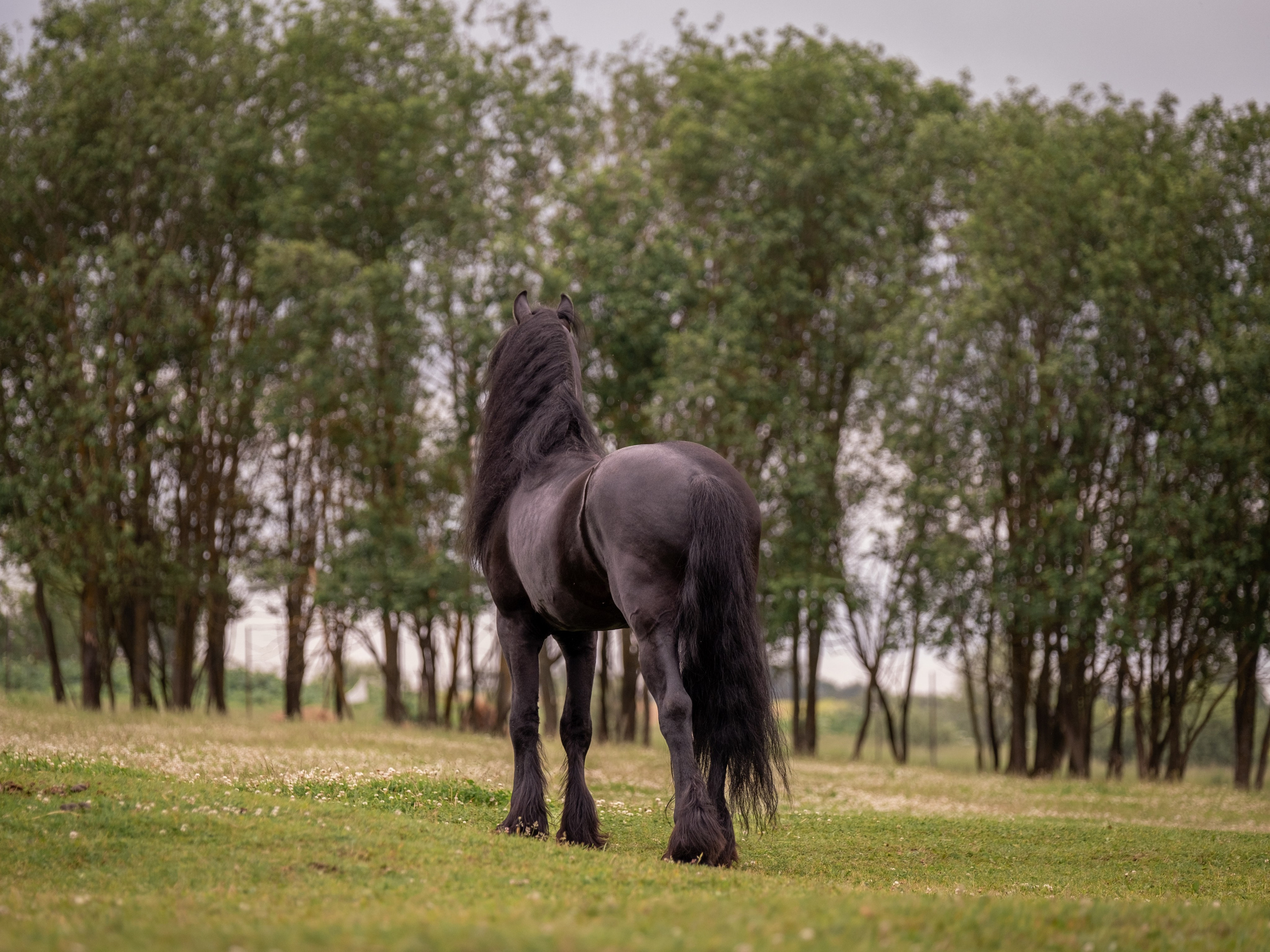 Жеребец фризской породы. Зоофотограф, фотограф животных в Москве и области Дина Дамоцева