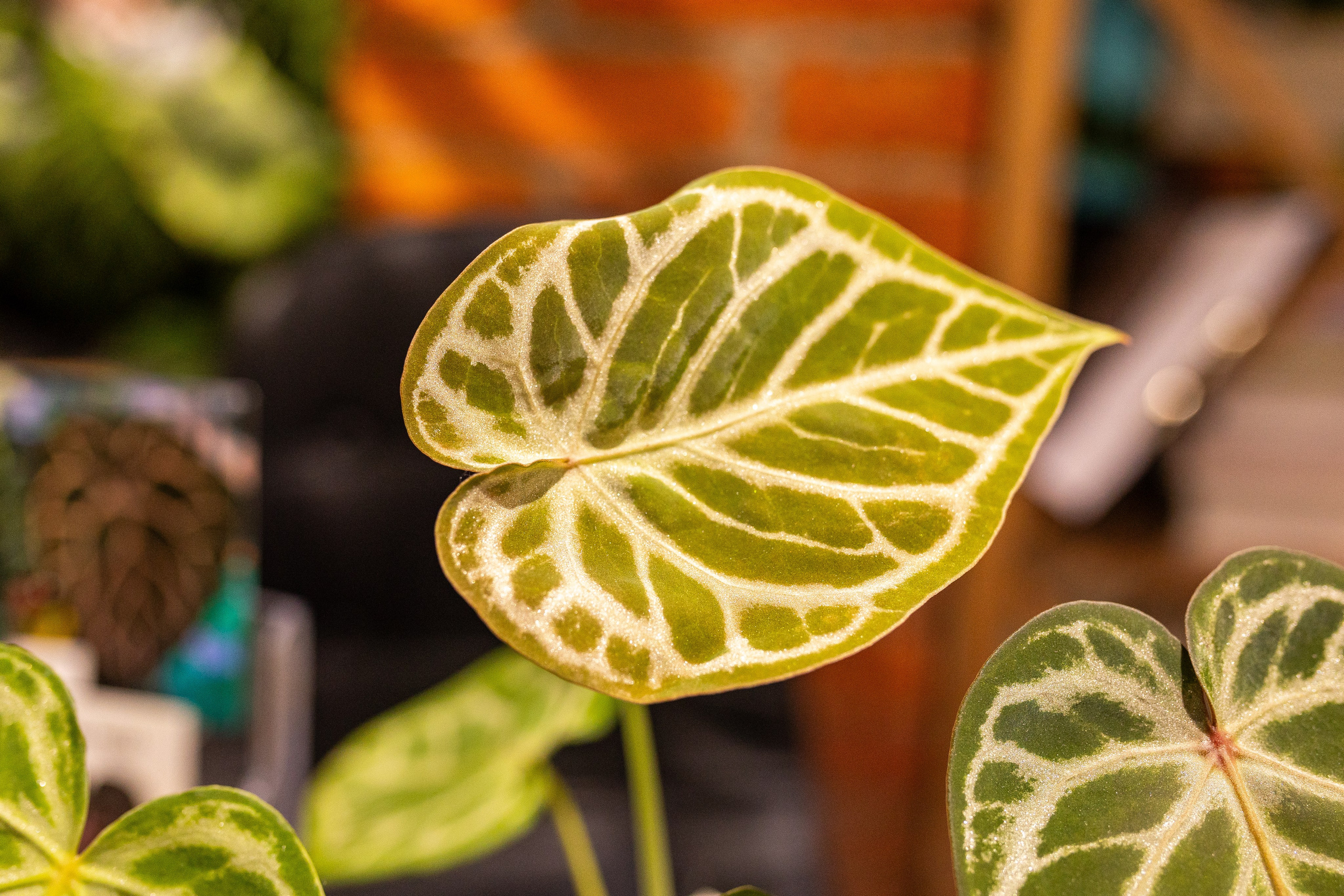 Green_Rare Ярмарка февраль 2025. Александра Куликова фотограф, Москва