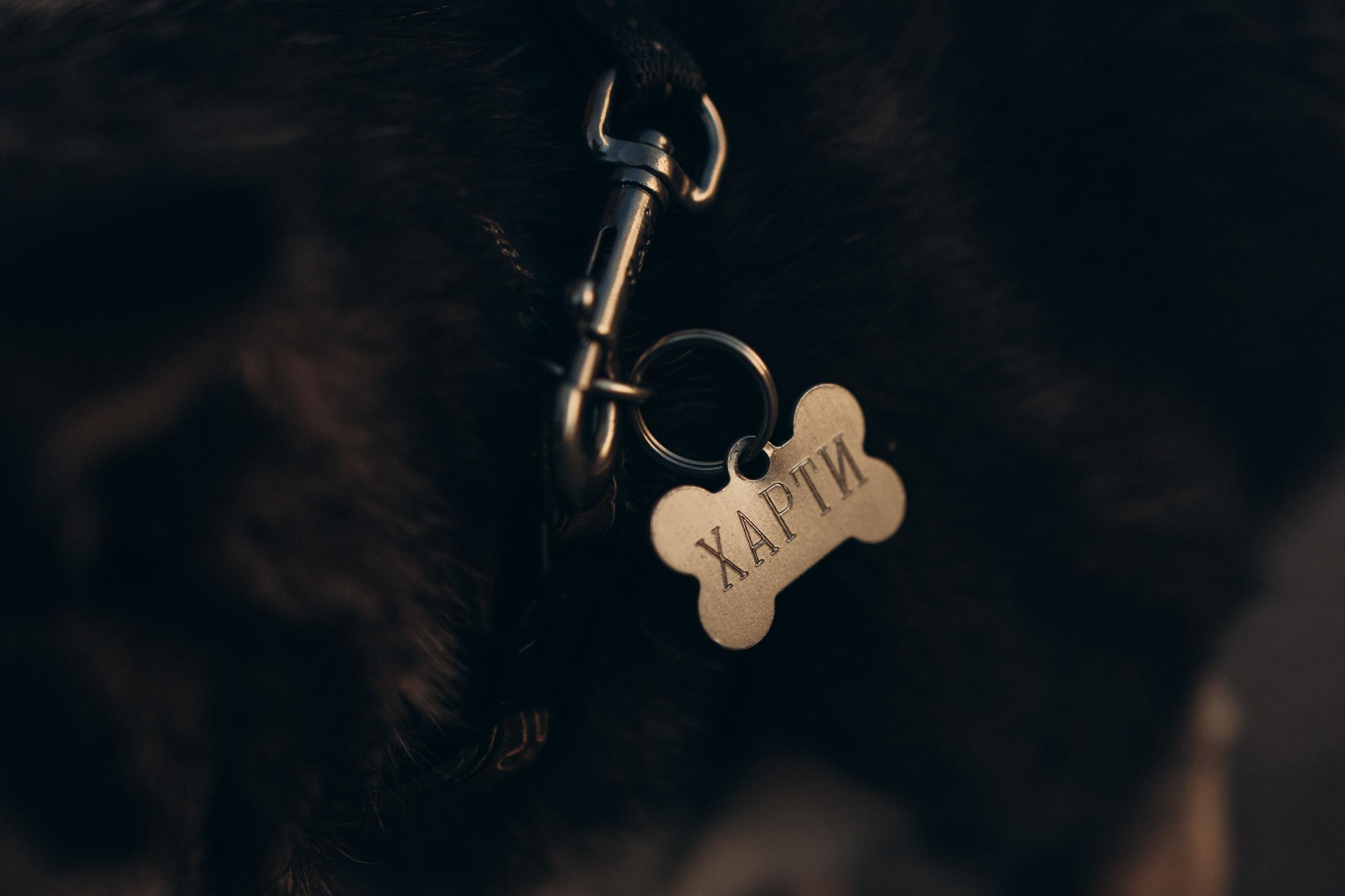 Даша и ее мальчики. Фотограф — Анималист | Санкт-Петербург