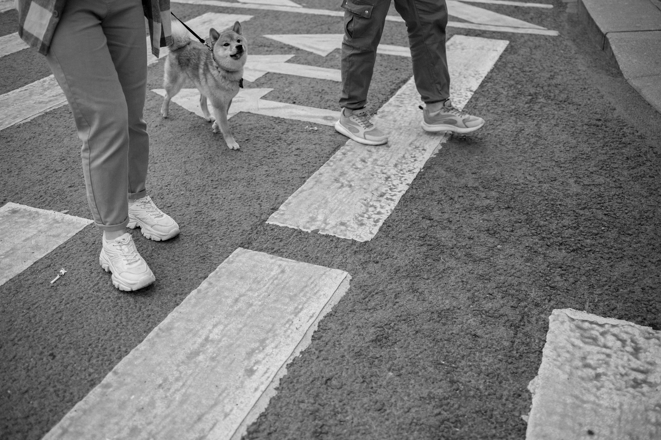 Сириус и его семья. Фотограф — Анималист | Санкт-Петербург