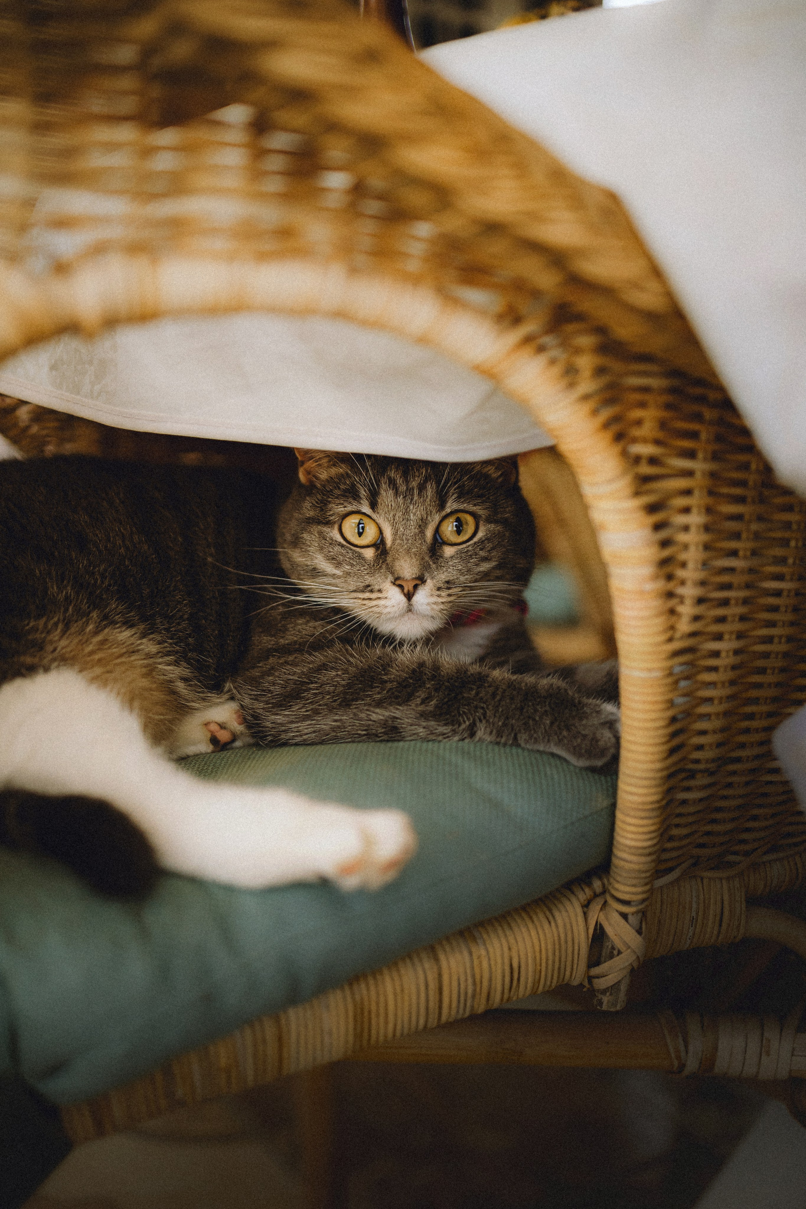 Леброн, Муся и их семья