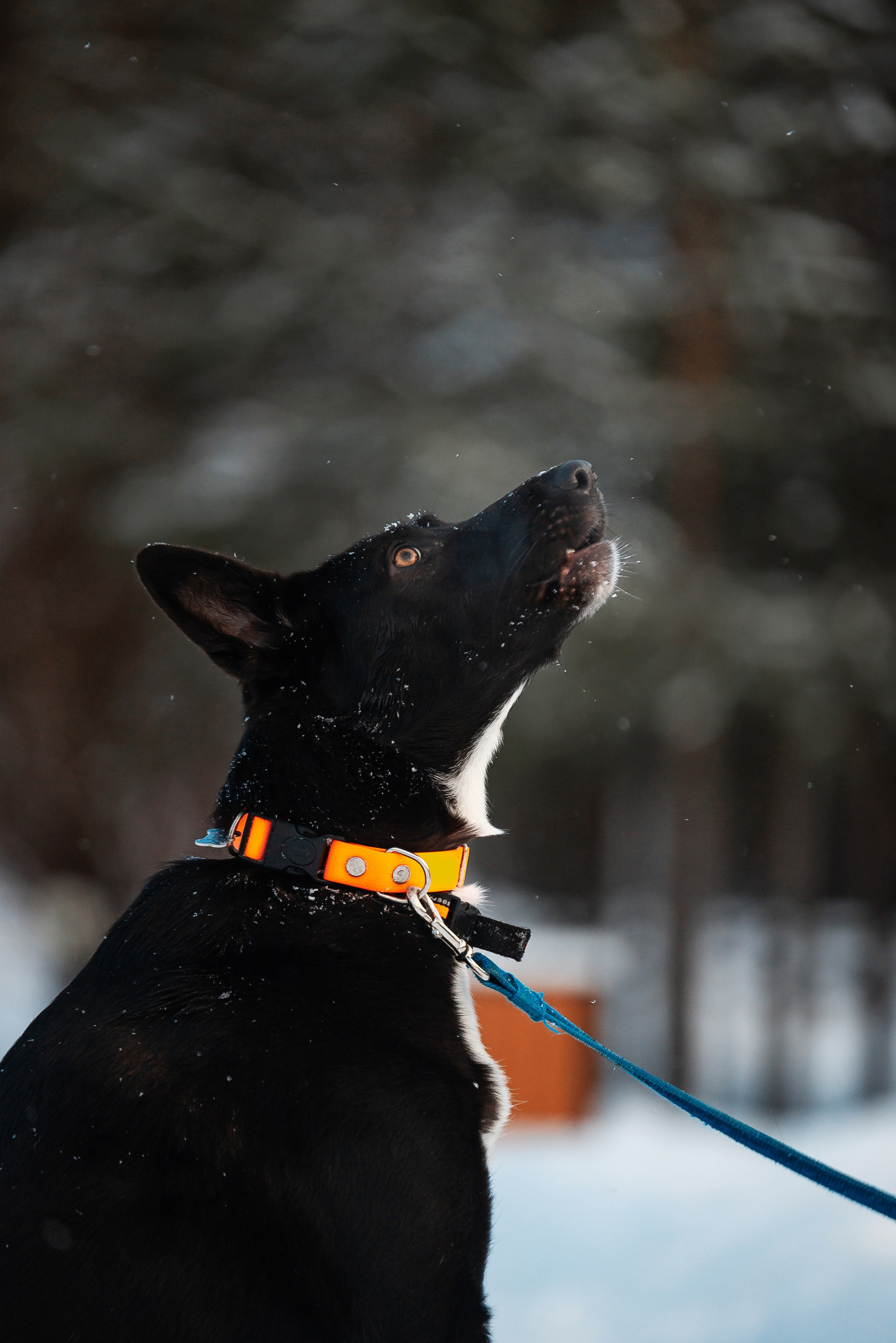 Татьяна, Михаил, Шелли и Лаки. Фотограф-анималист Анастасия Парфенова|Екатеринбург