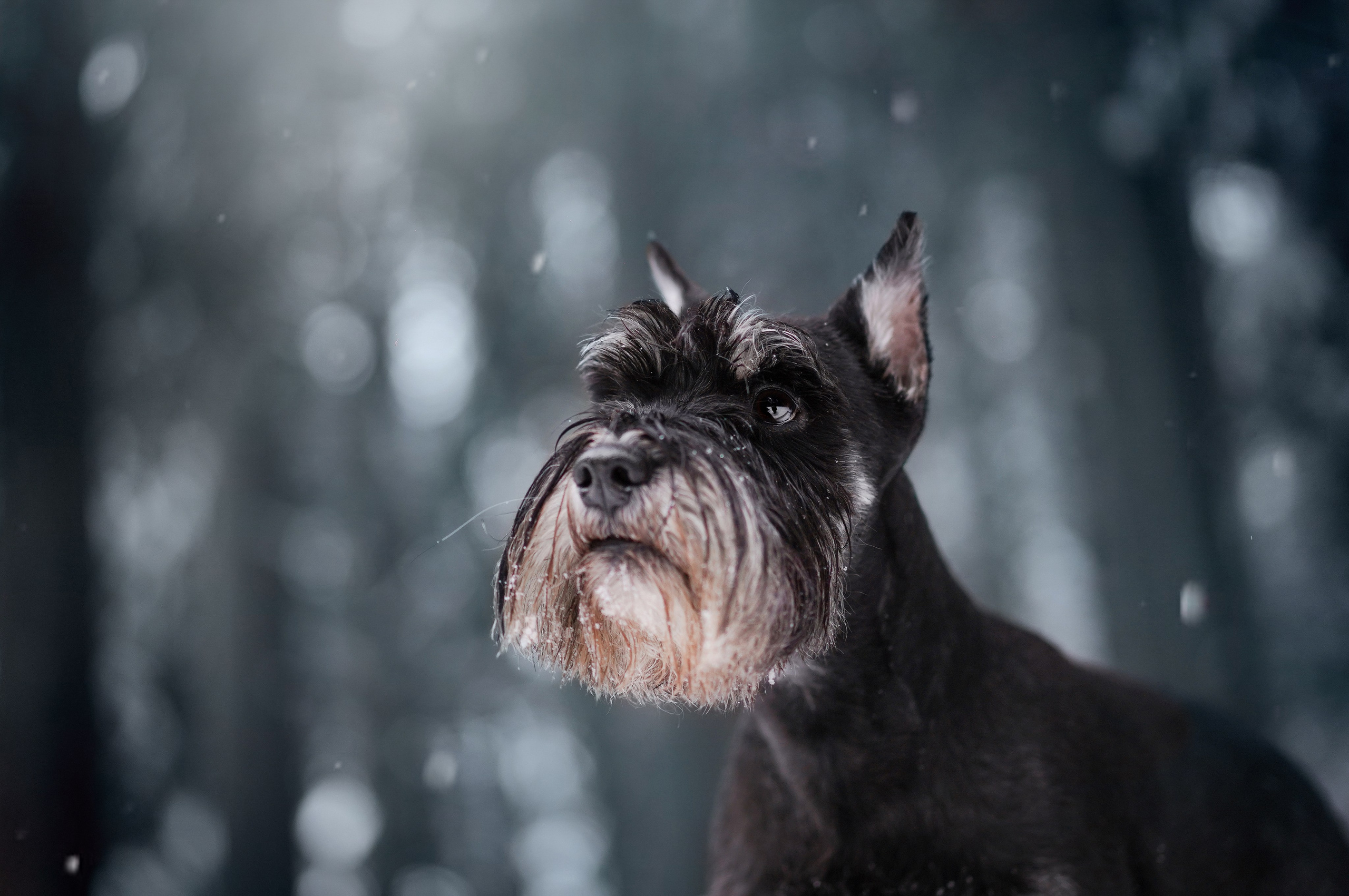 Оля Миша и шнауцеры. Фотограф-анималист в Санкт-Петербурге Яна Мартынова