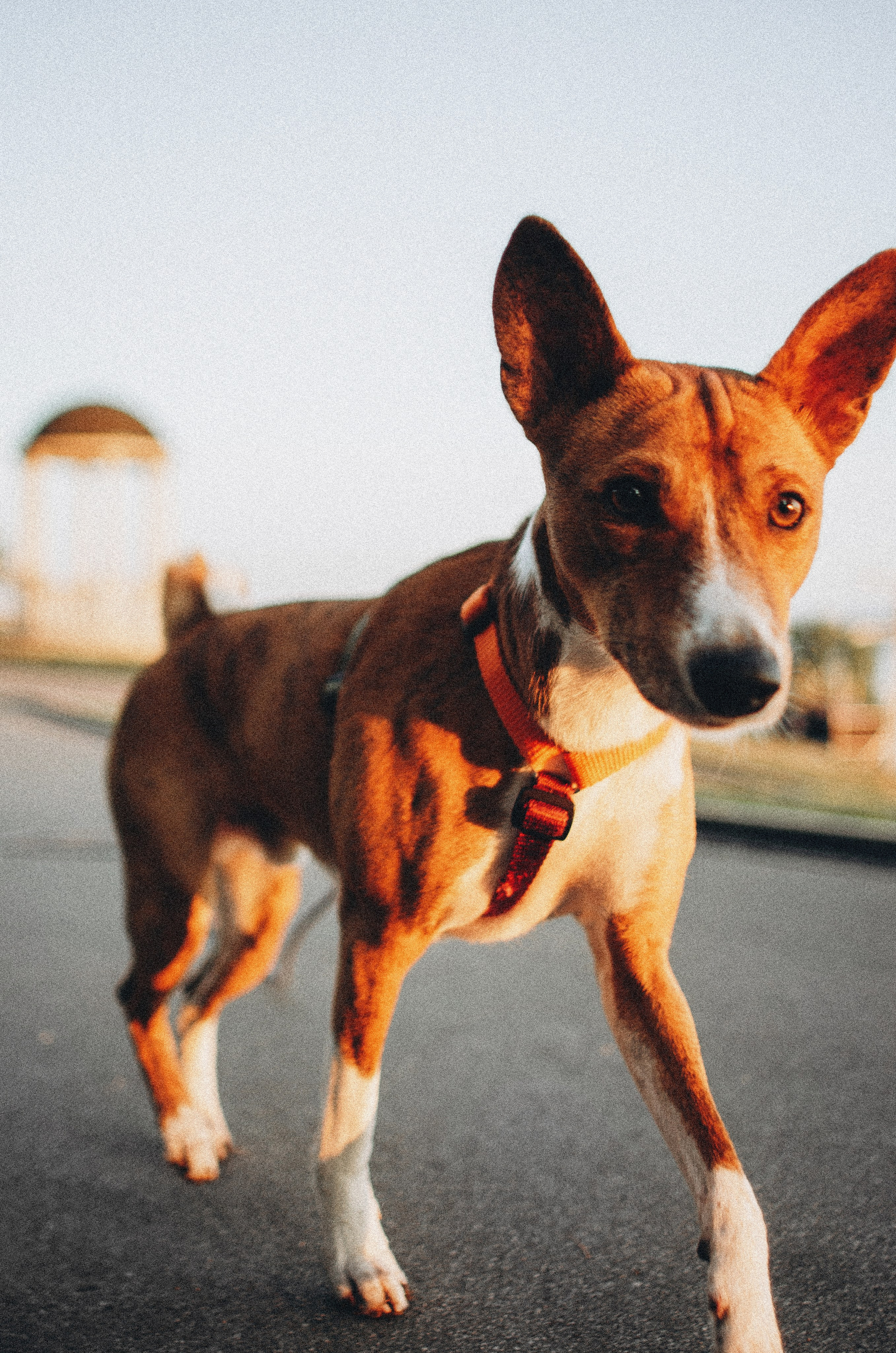 Снежана и Мэнни. Фотограф-анималист Богданова Полина