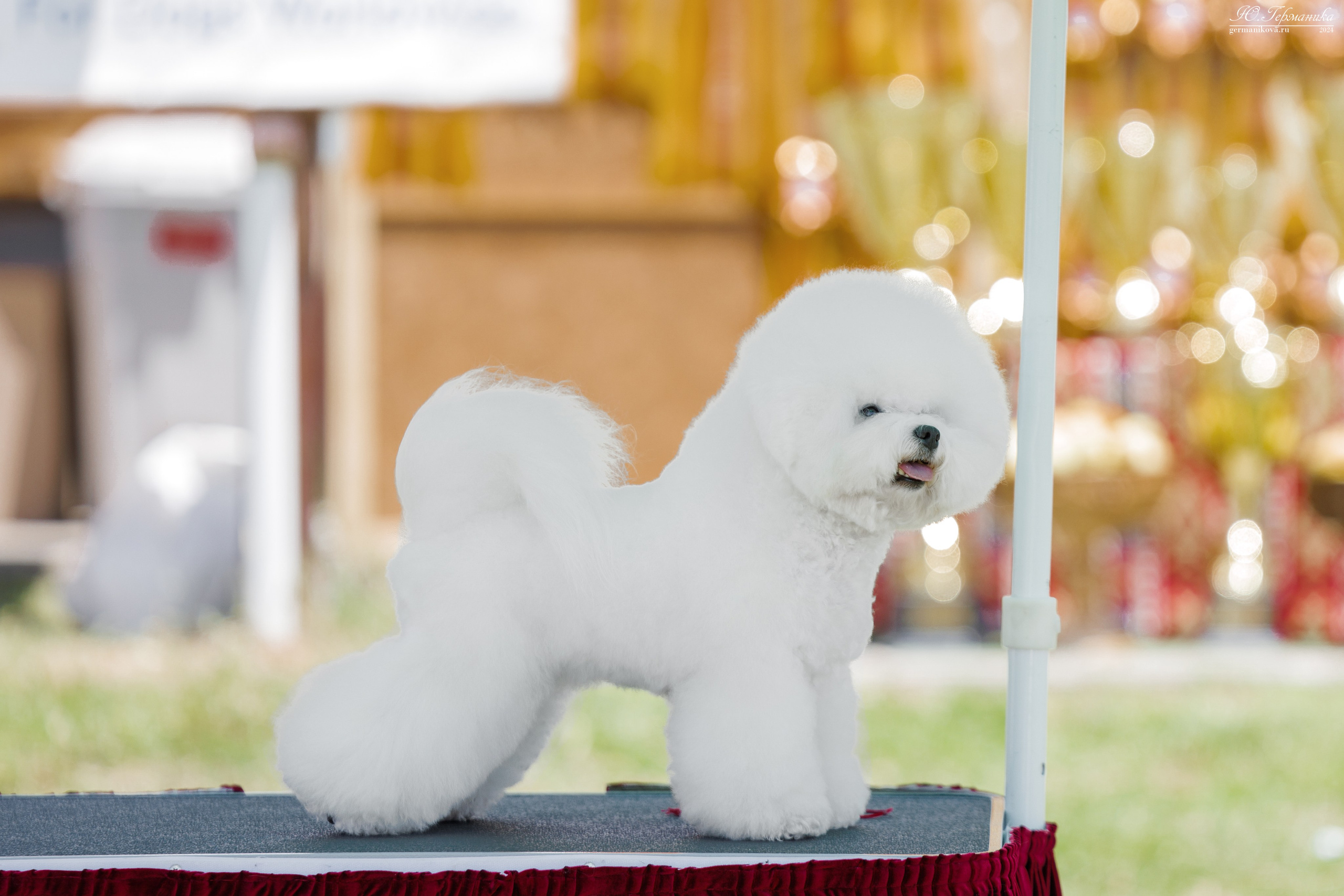Ереван 3-5.06.2024. Фотограф-анималист Юлия Германика