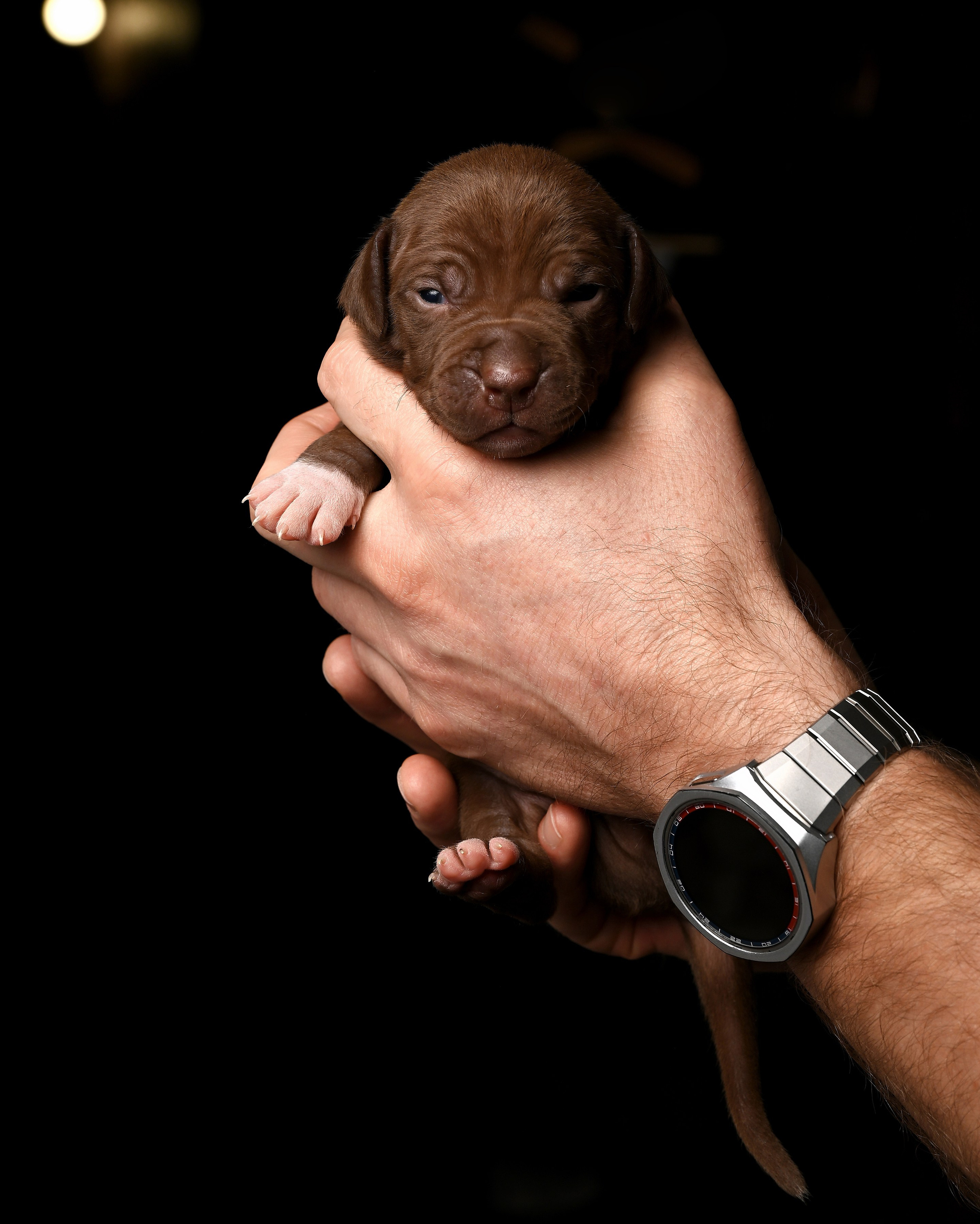 Фотосессия собак, щенков,. Предметная фото и видеосъемка в Саратове| Профессиональный фотограф