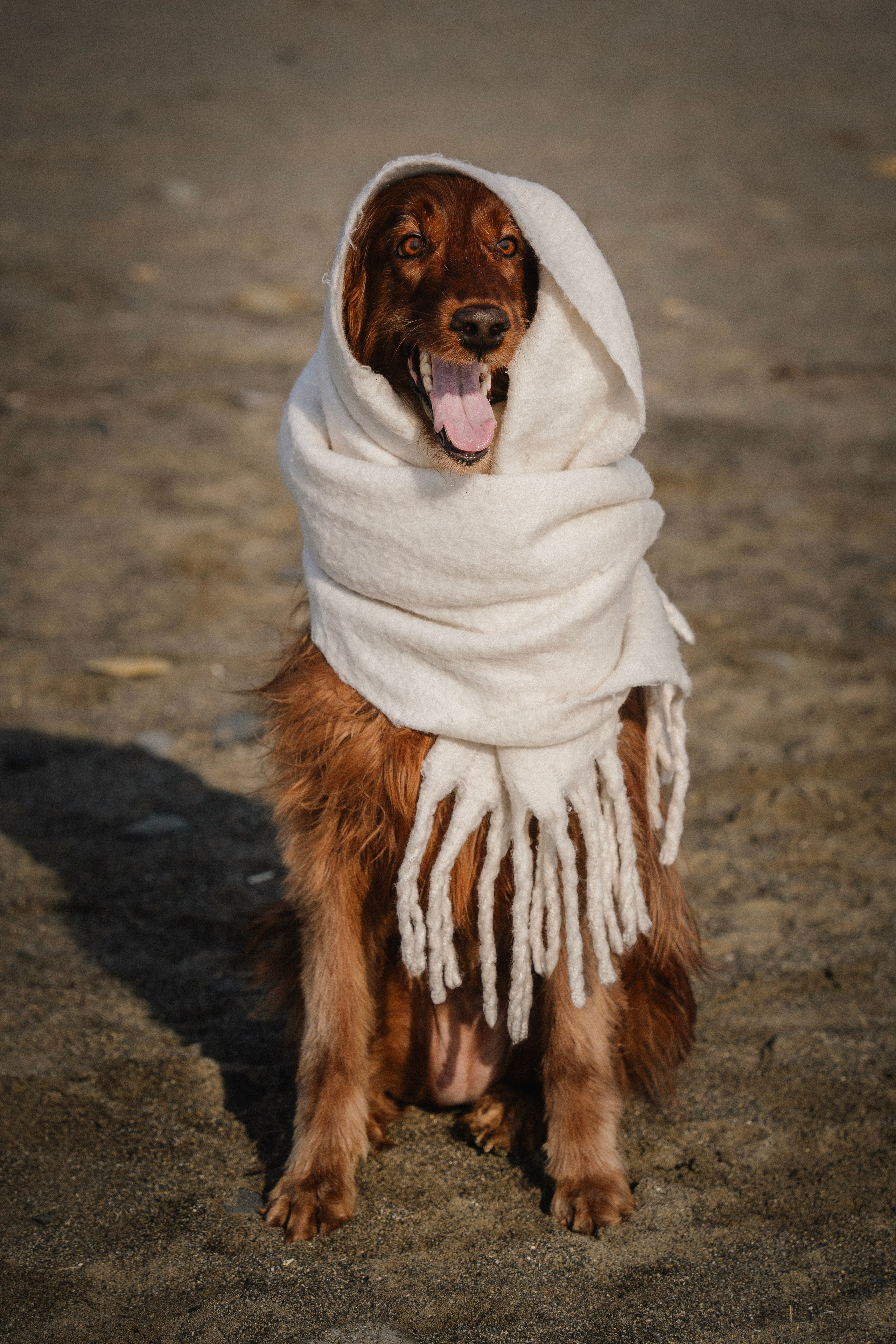 Love Story. Семейный фотограф анималист г. Находка