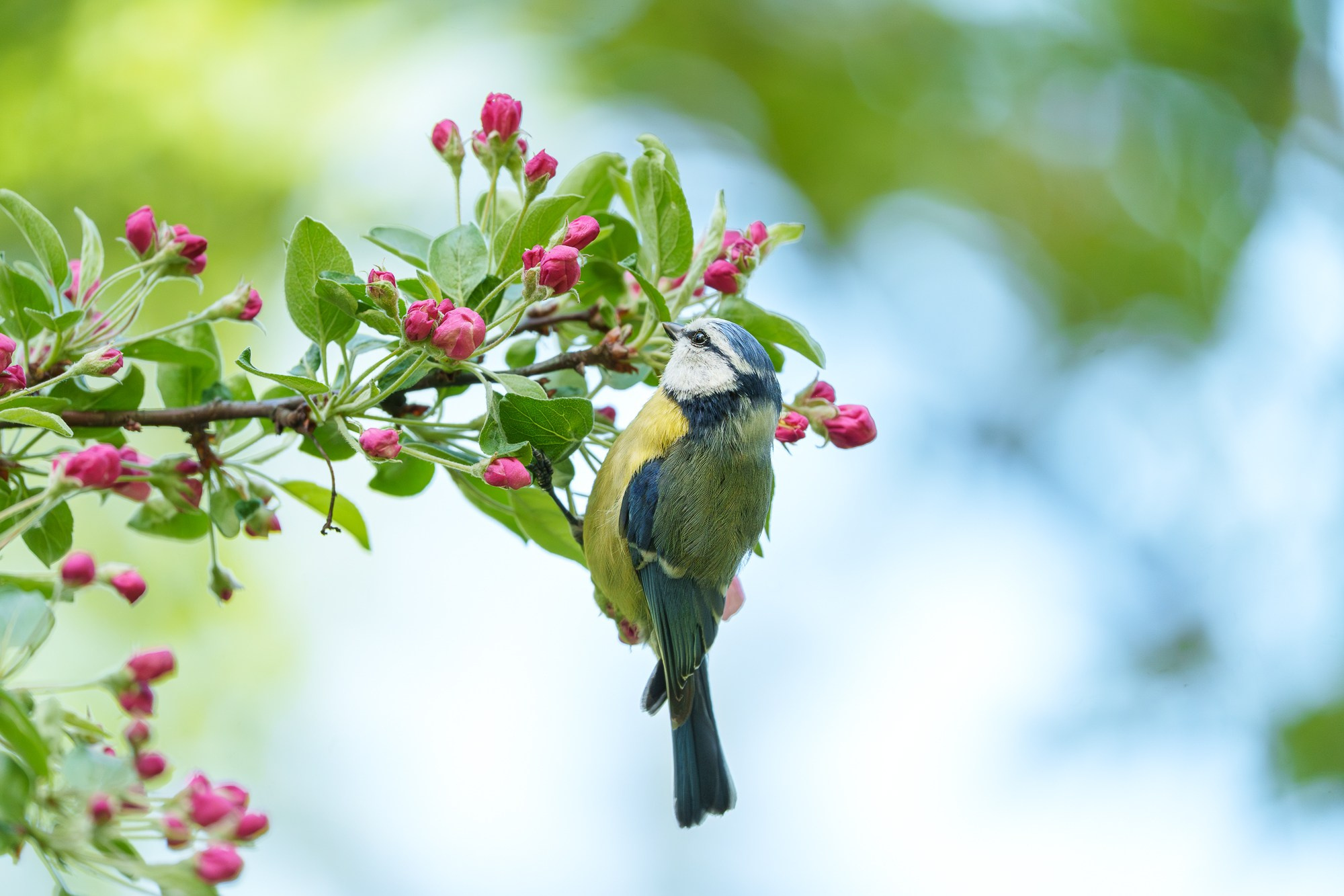 Удивительные мир птиц. Вокруг нас столько прекрасного — присмотритесь!. Ваш личный фотограф Марина Волкова