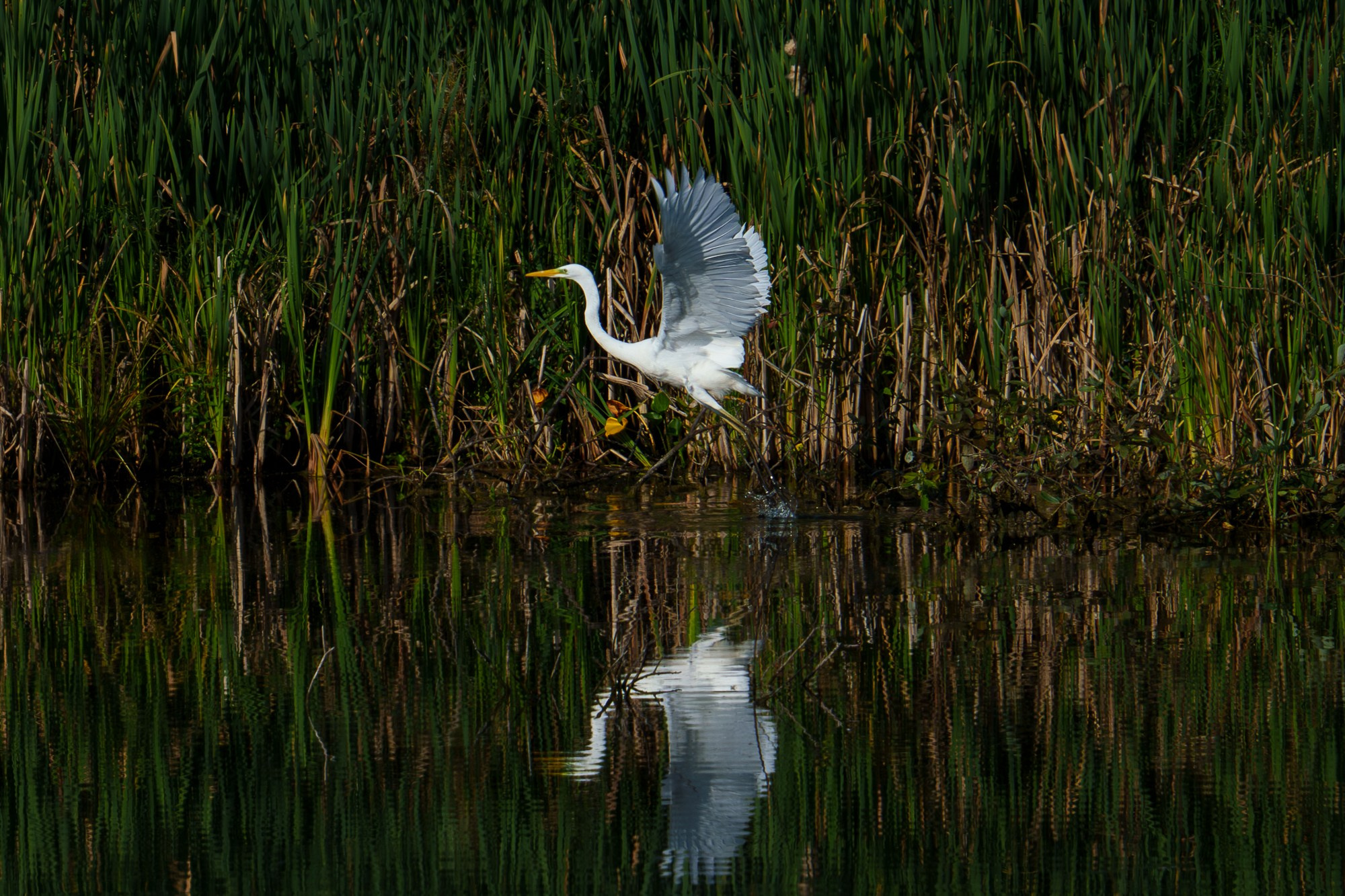 Удивительные мир птиц. Вокруг нас столько прекрасного — присмотритесь!. Ваш личный фотограф Марина Волкова
