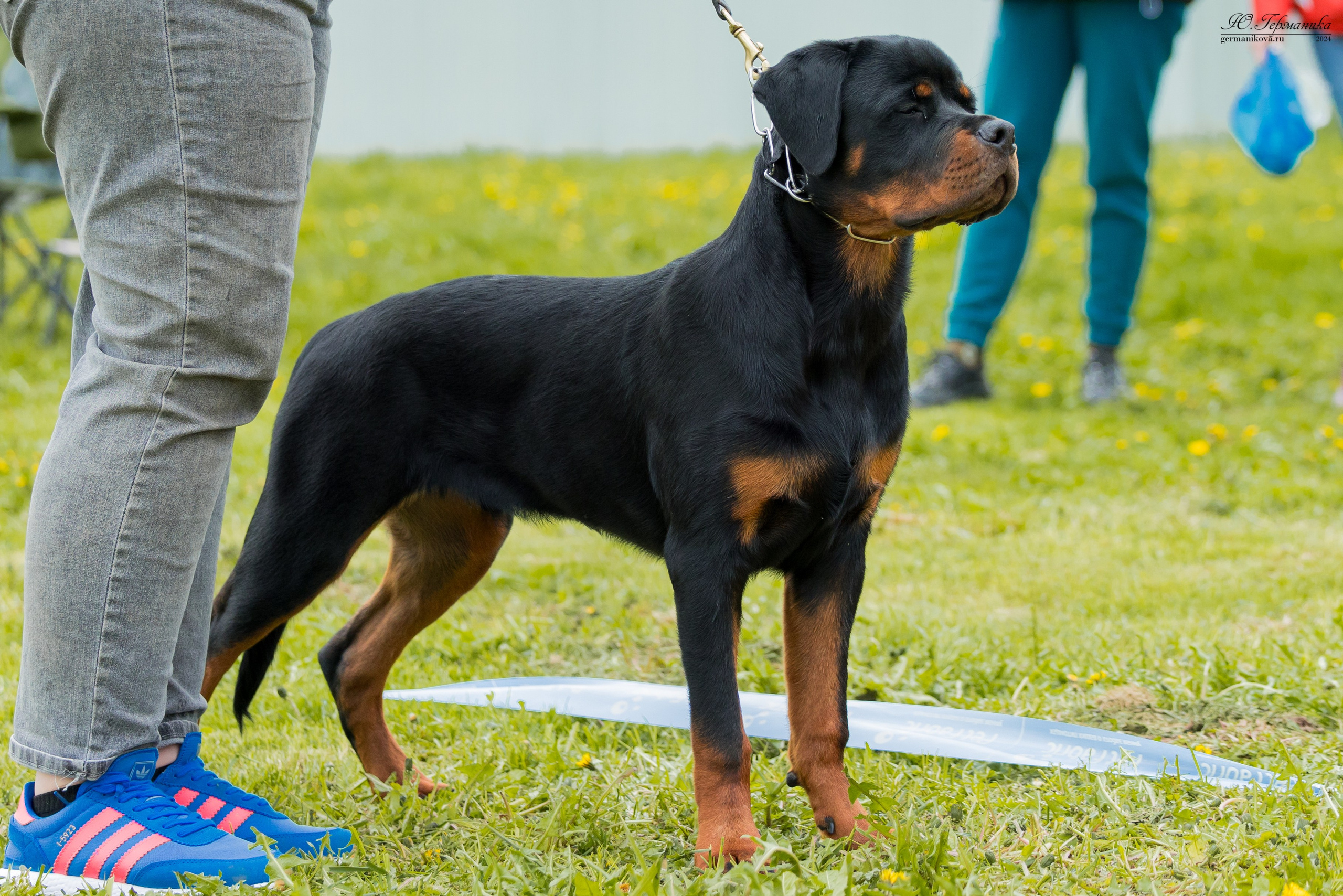 Нижний Новгород 11-12.05.2024 моно ротвейлеров. Фотограф-анималист Юлия Германика