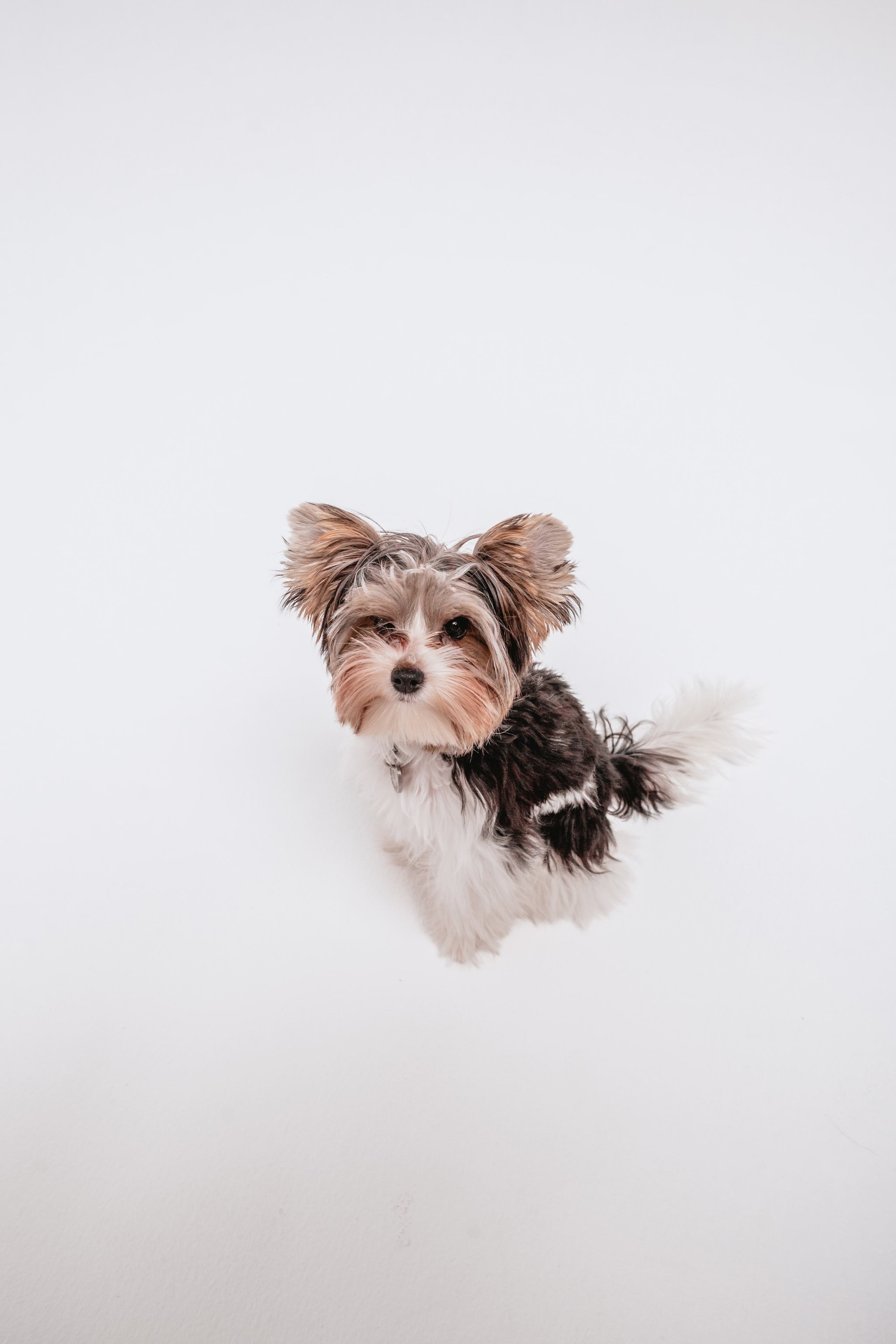 Студия близняшки. Фотограф-анималист Татьяна Степанова