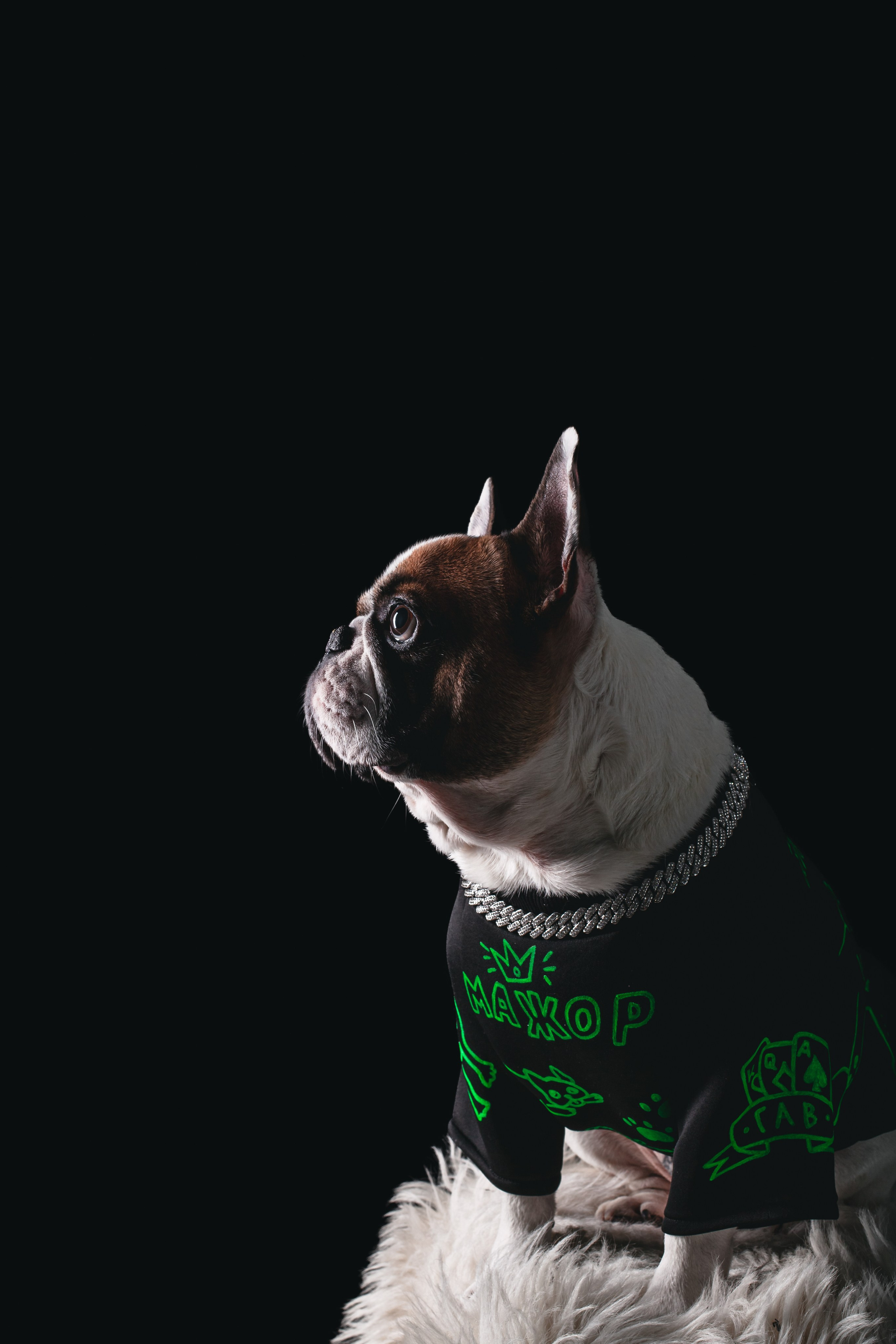 Студийная фотосессия с цветным светом. Фотограф-анималист Татьяна Степанова