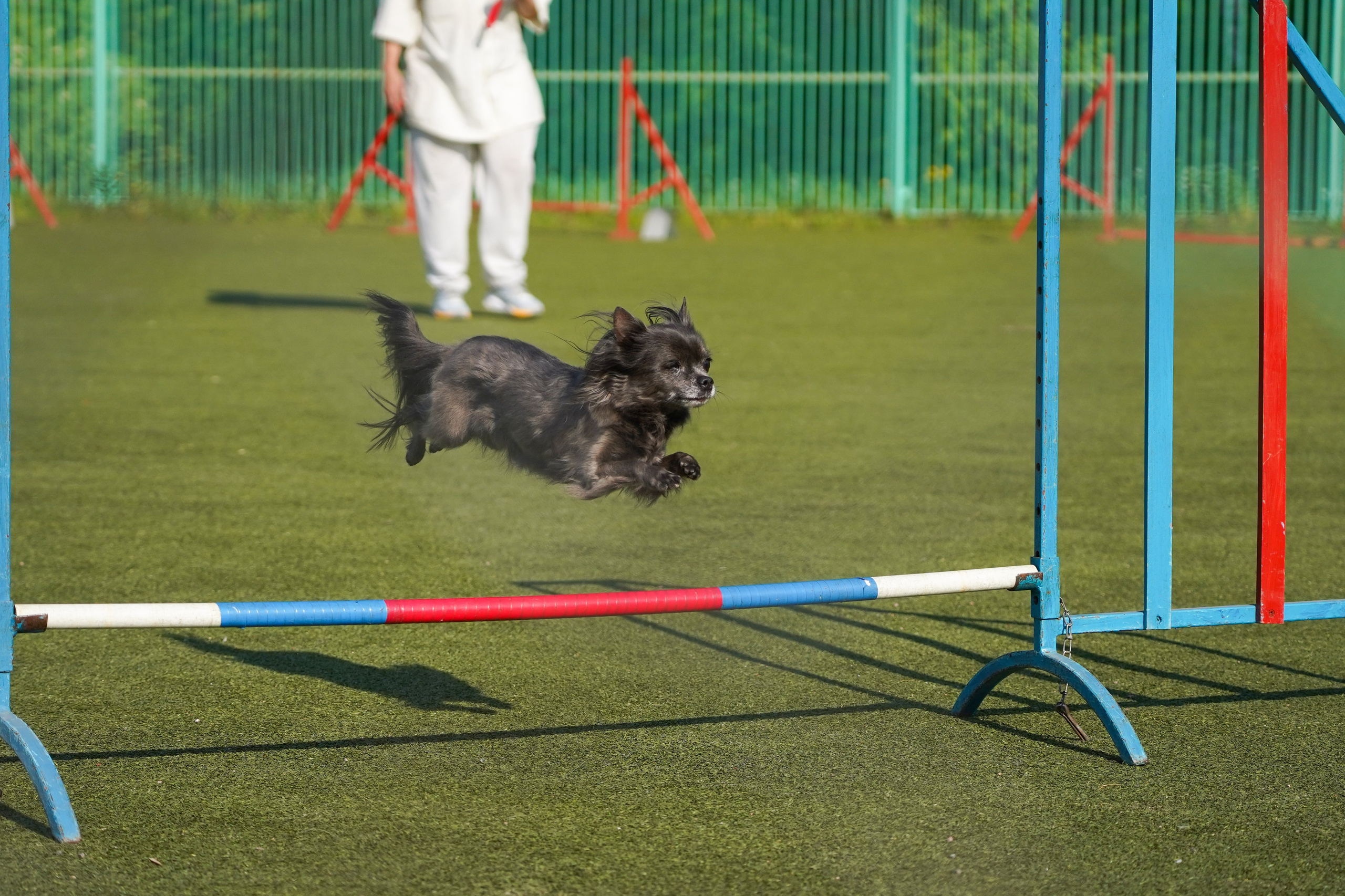 Аджилити 25.05.24, Санкт-Петербург. Фотограф-анималист Анастасия Большакова