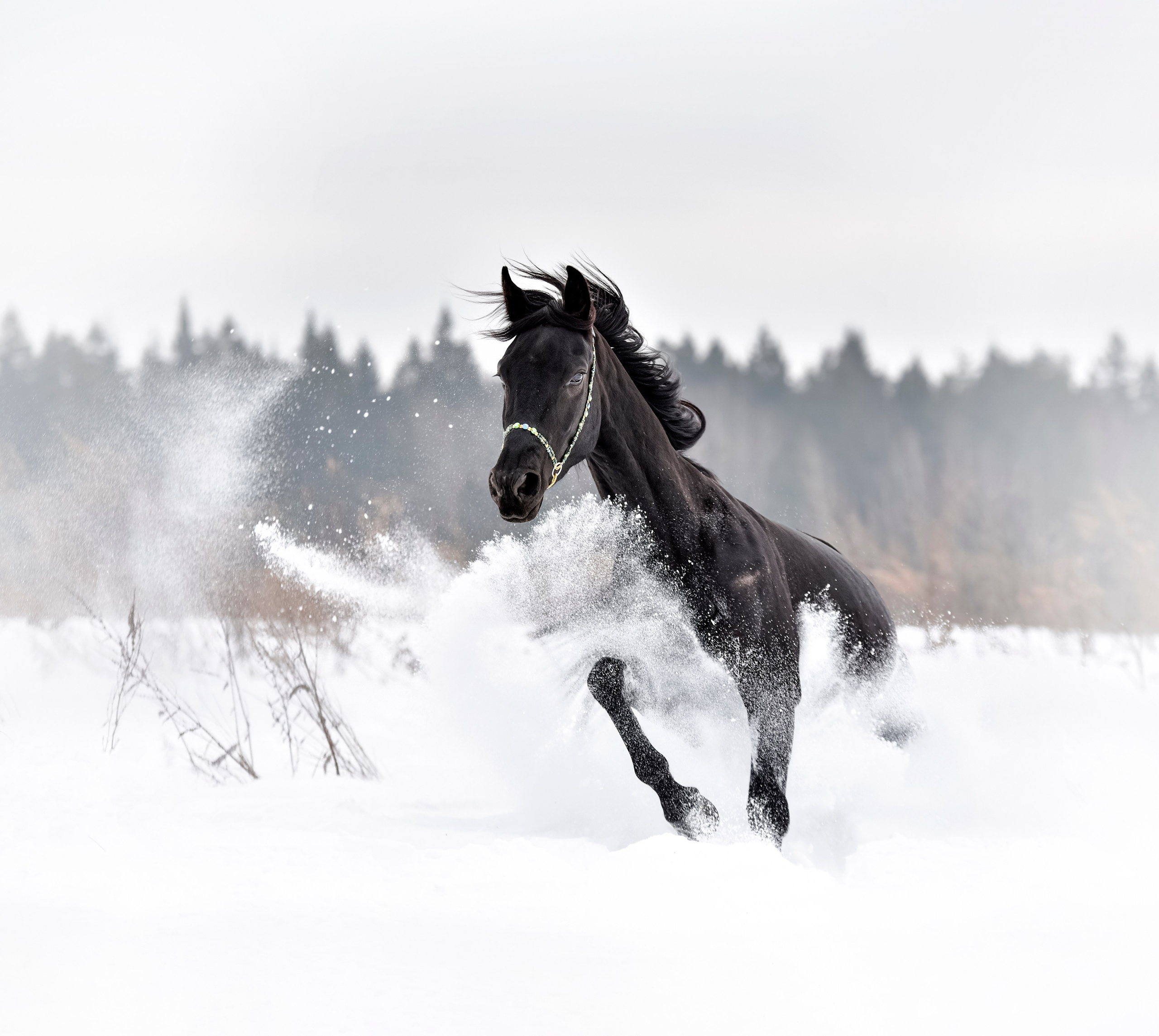 Лошади на свободе, съемка лошадей, экстерьерная съемка, фотосессия