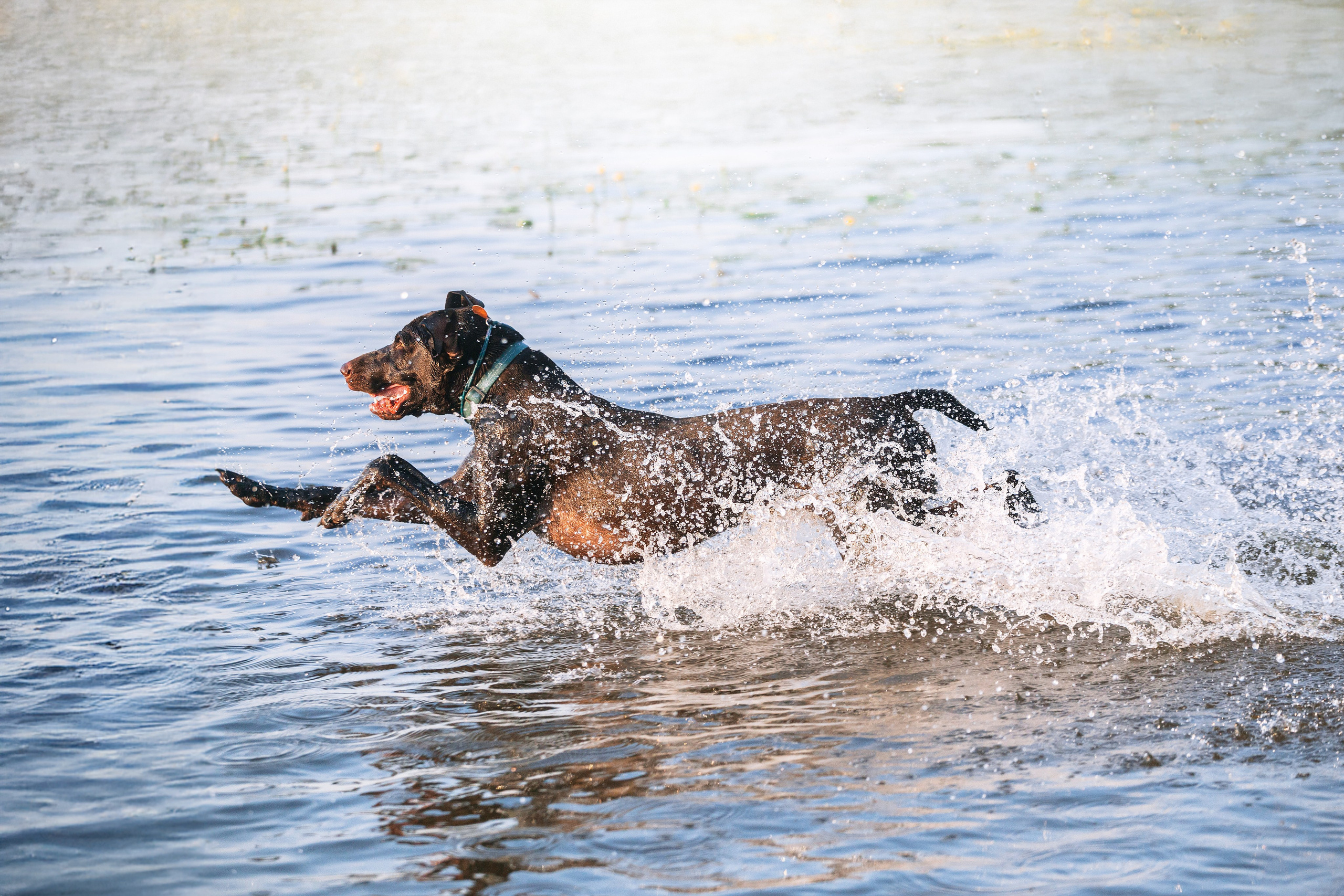 Фотограф-анималист Татьяна Степанова