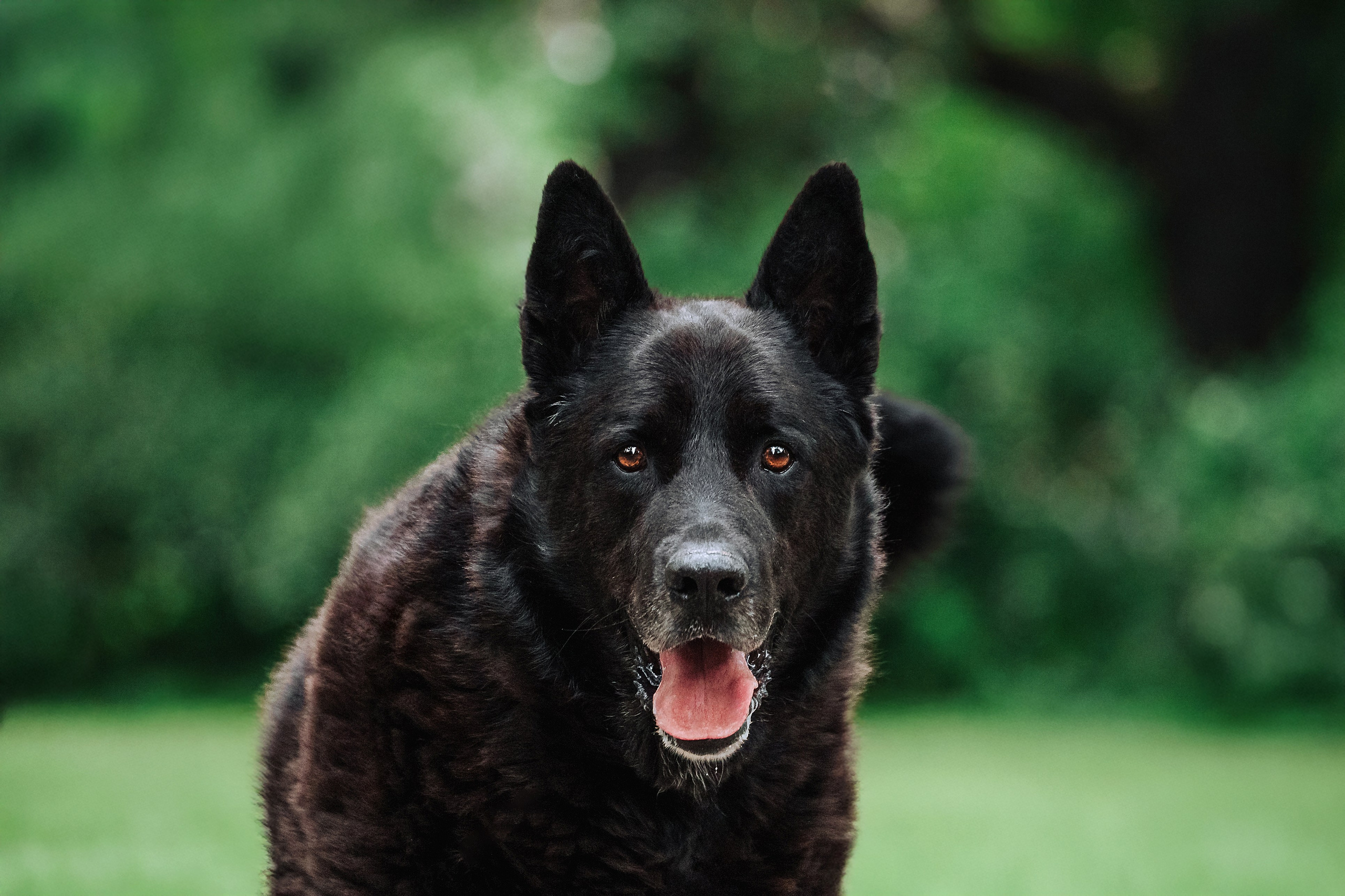 Собаки из приюта Дубовая роща лето 2025. Фотограф-анималист Татьяна Степанова