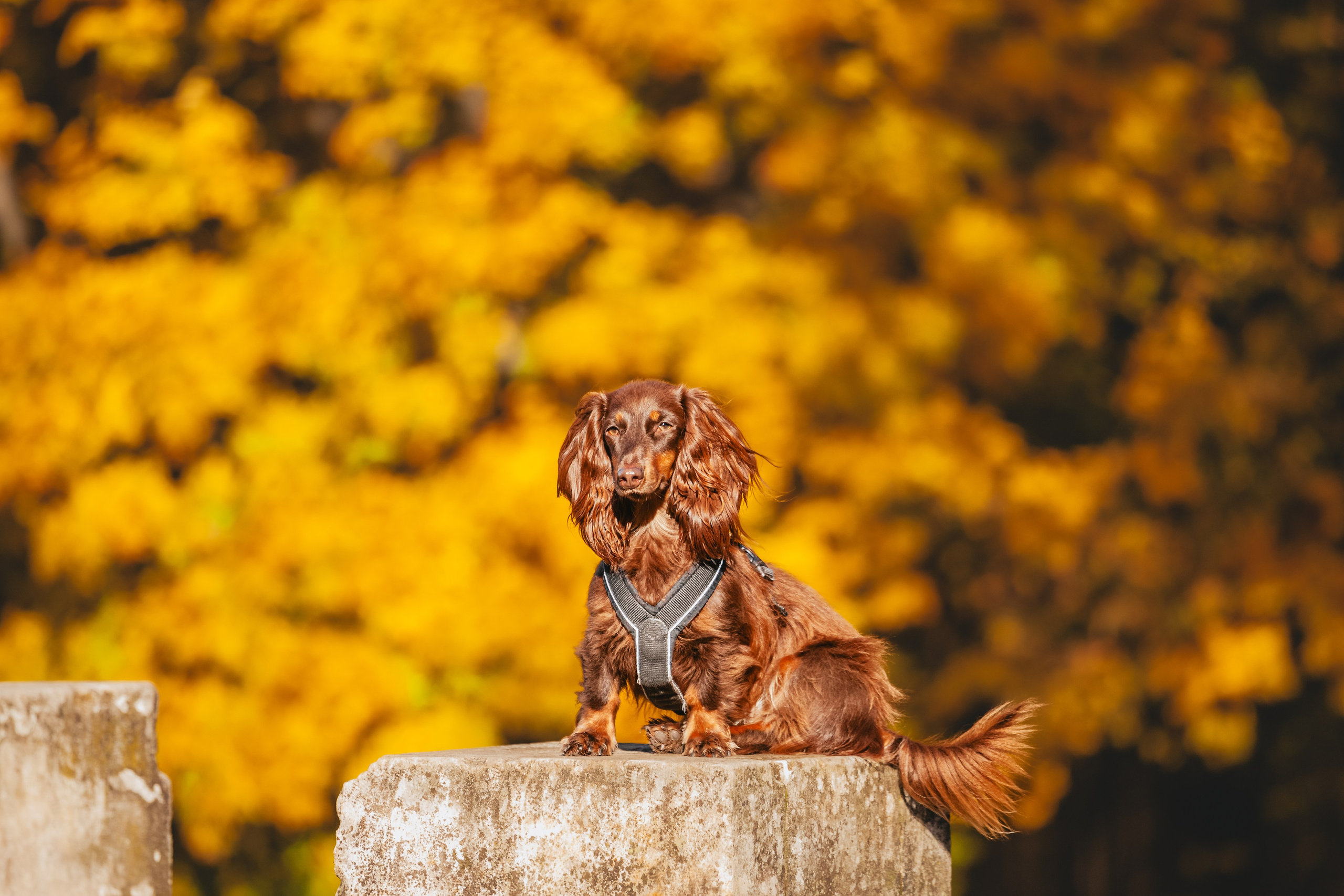 Света, Хайди, Богдана. Фотограф-анималист Татьяна Степанова