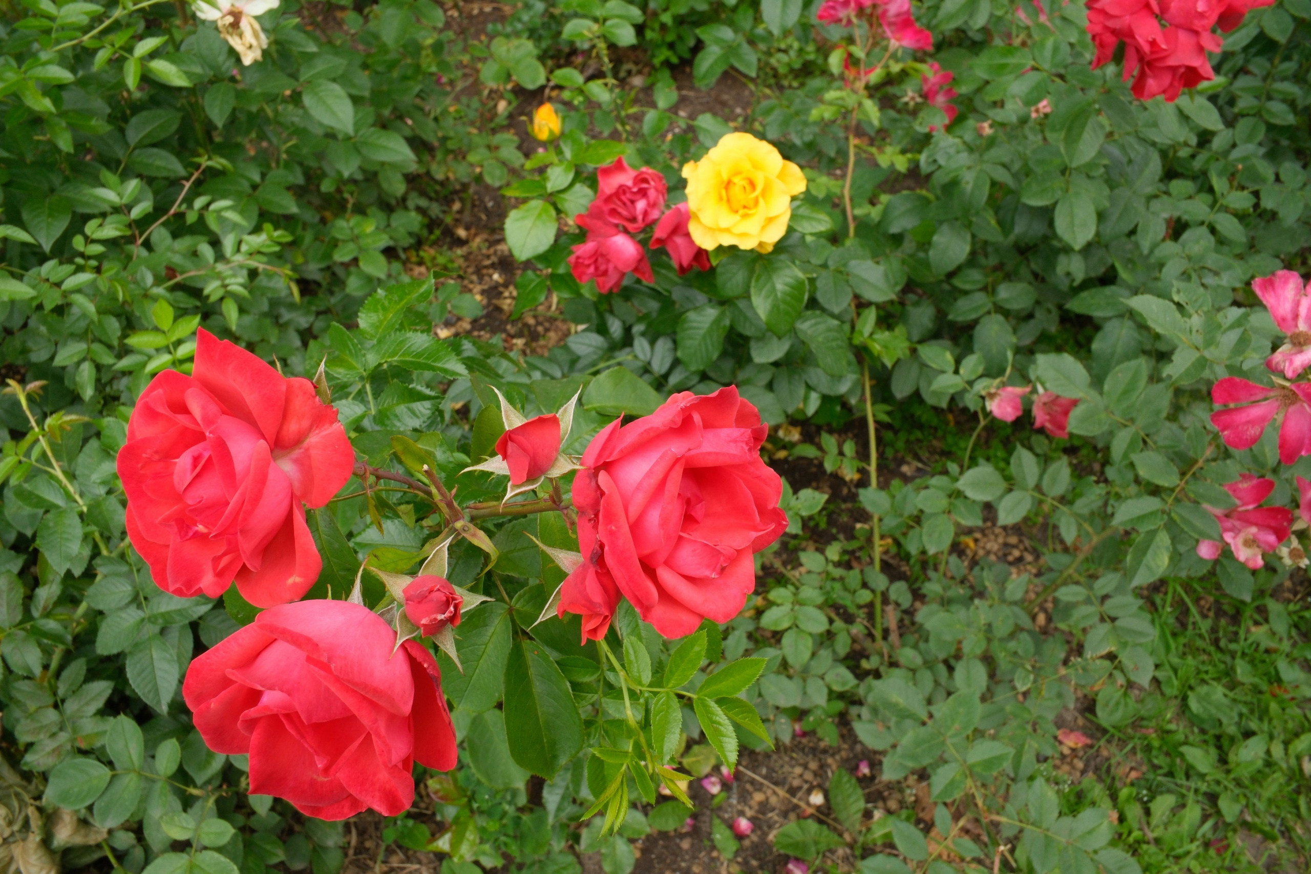 В Коломенском 07.07.2025. Улица, люди, жизнь…