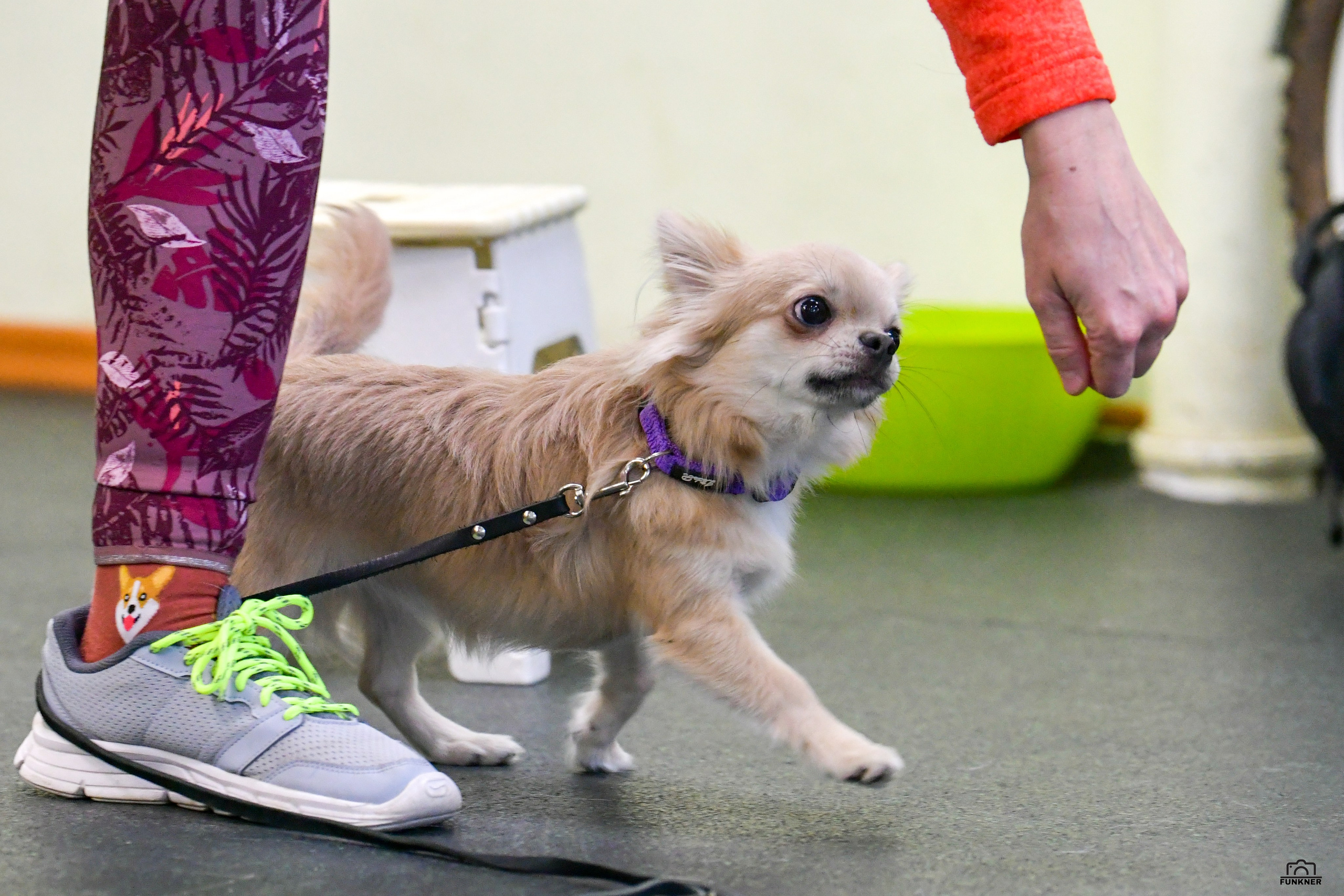 Кинологический клуб «Бодрый хвост». Свой взгляд через объектив