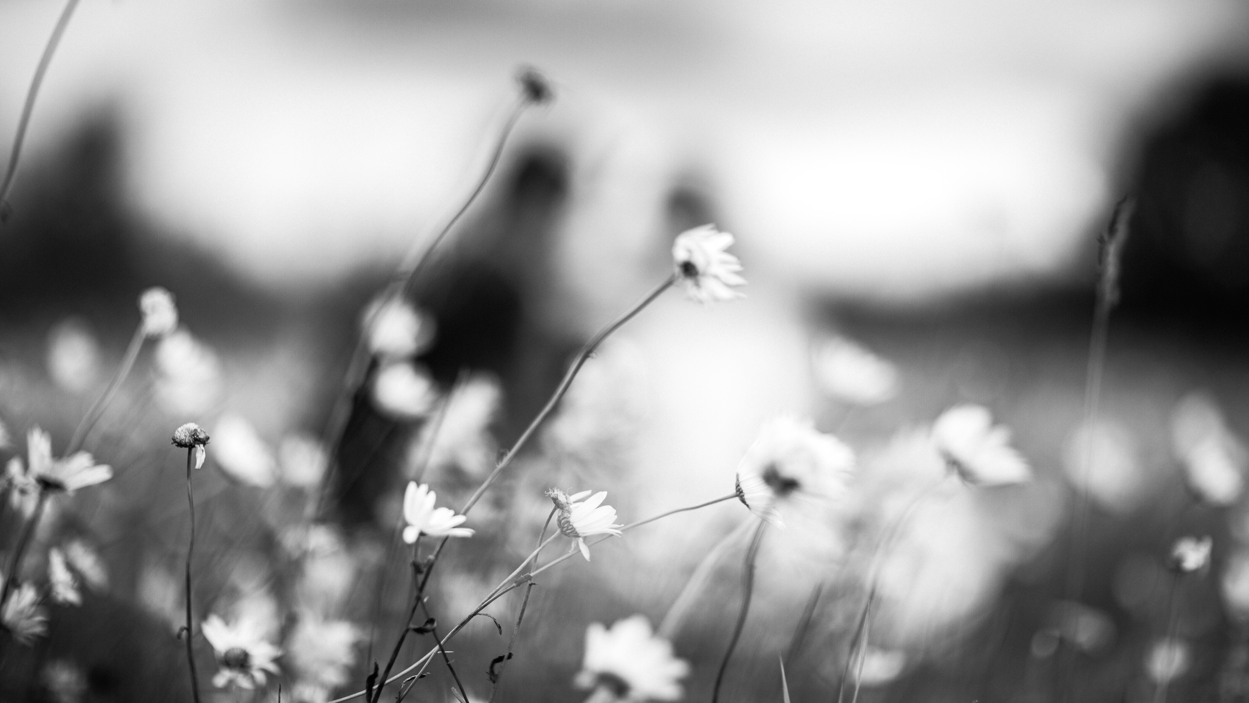 Дмитрий и Ксения  Свадебный фотограф Камчатка Панов Ян. Свадебный фотограф на Камчатке Ян Панов