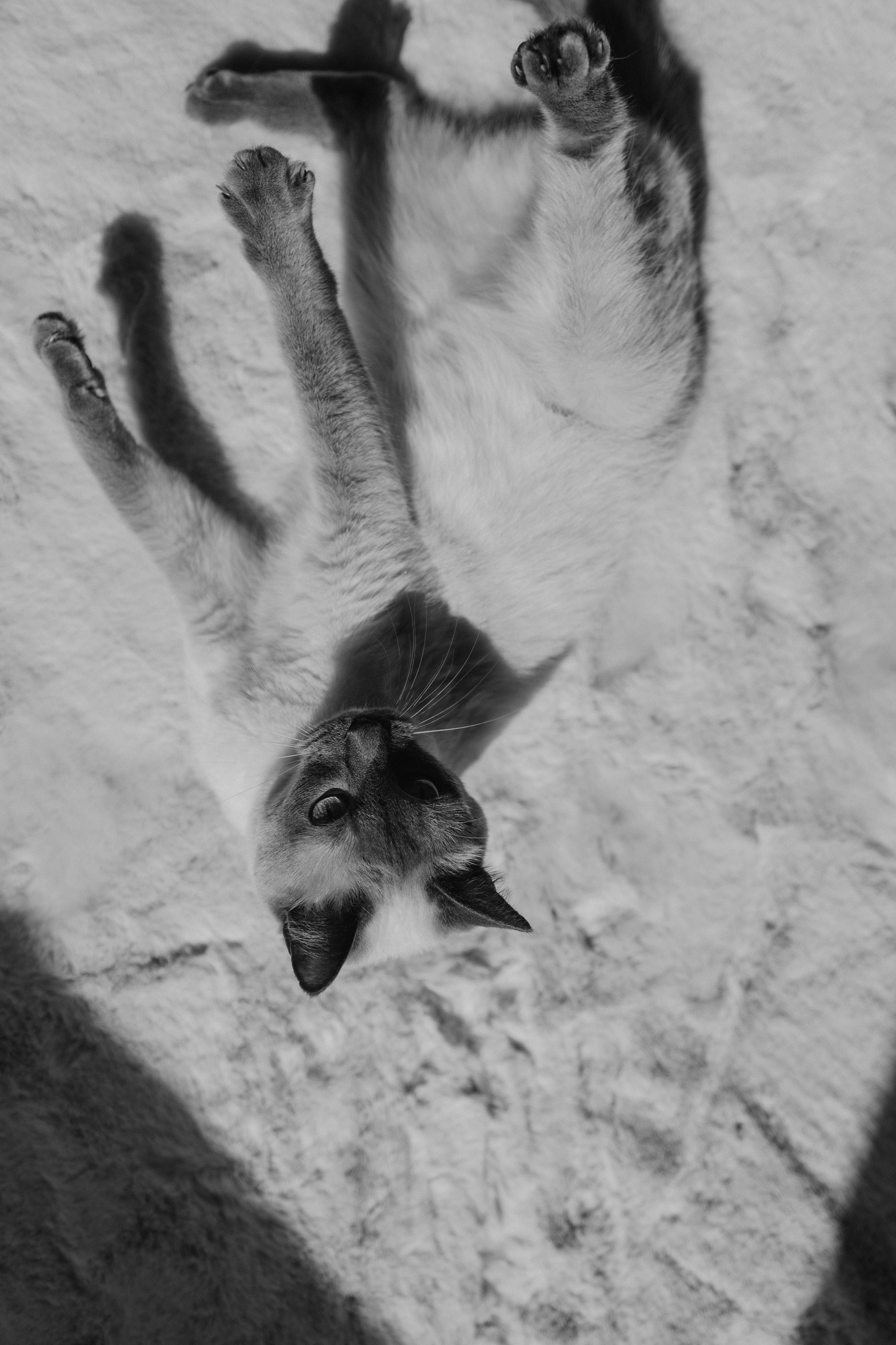 Бэлла, Деми и Луна. Фотораф — анималист Мария Шистка