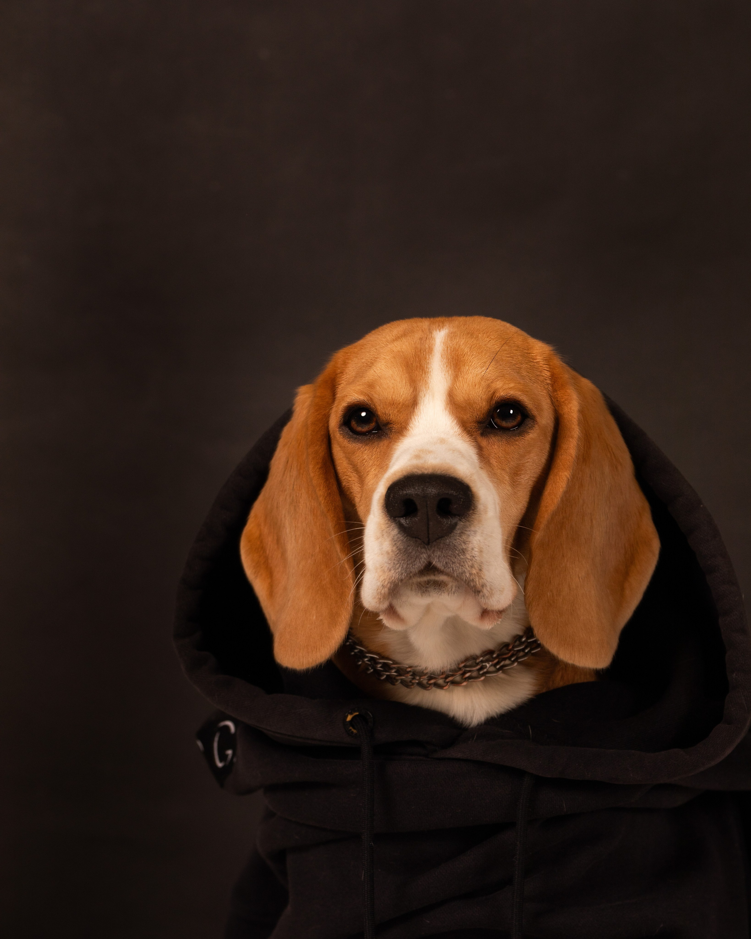 Студийные фотосъёмки. Фотограф-анималист Павлова Любовь