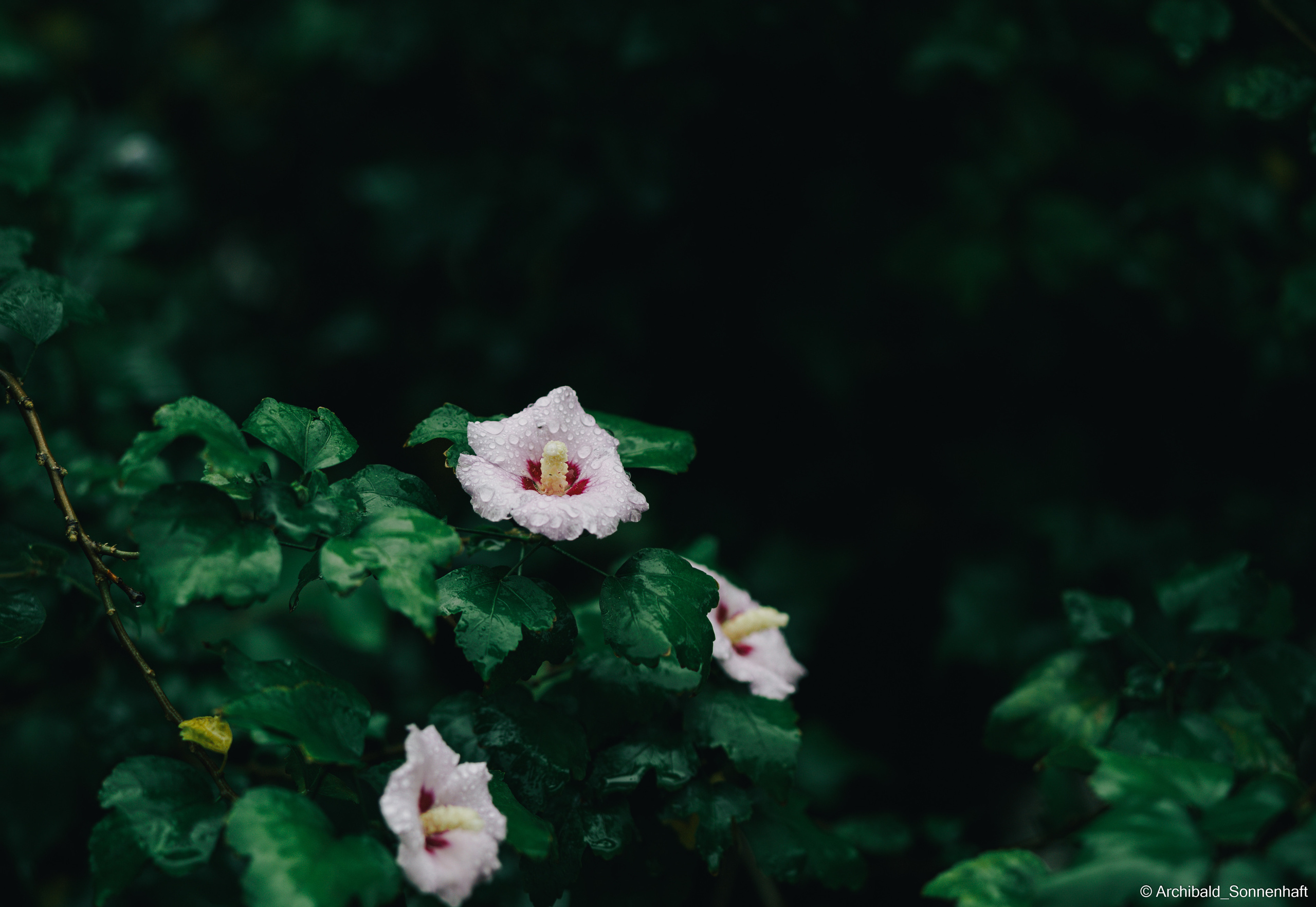 Photographer in Guangzhou, China. Archibald Sonnenhaft