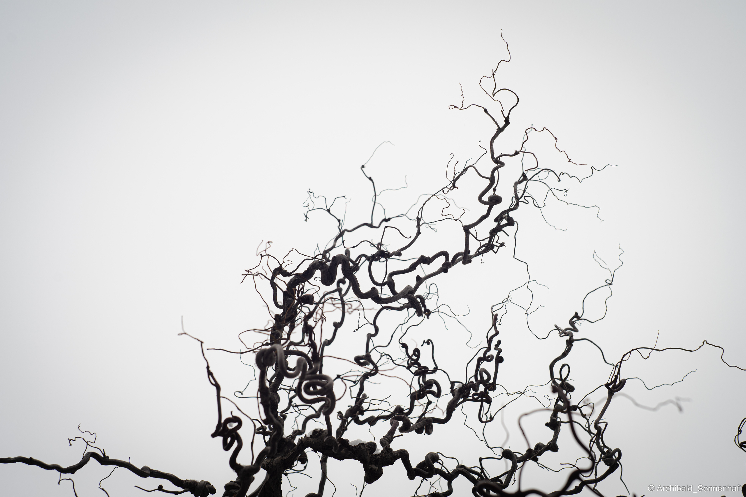 Juan, Student of the SIE, Tianjin University. Photographer in Guangzhou, China. Archibald Sonnenhaft