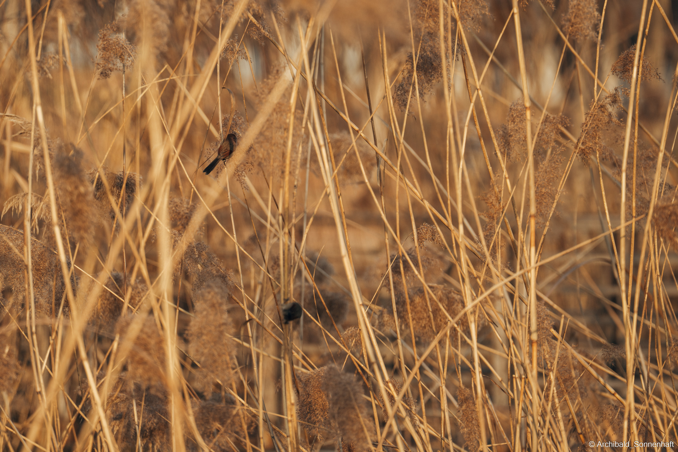 Lu Heng, Student of Tianjin University. Photographer in Guangzhou, China. Archibald Sonnenhaft