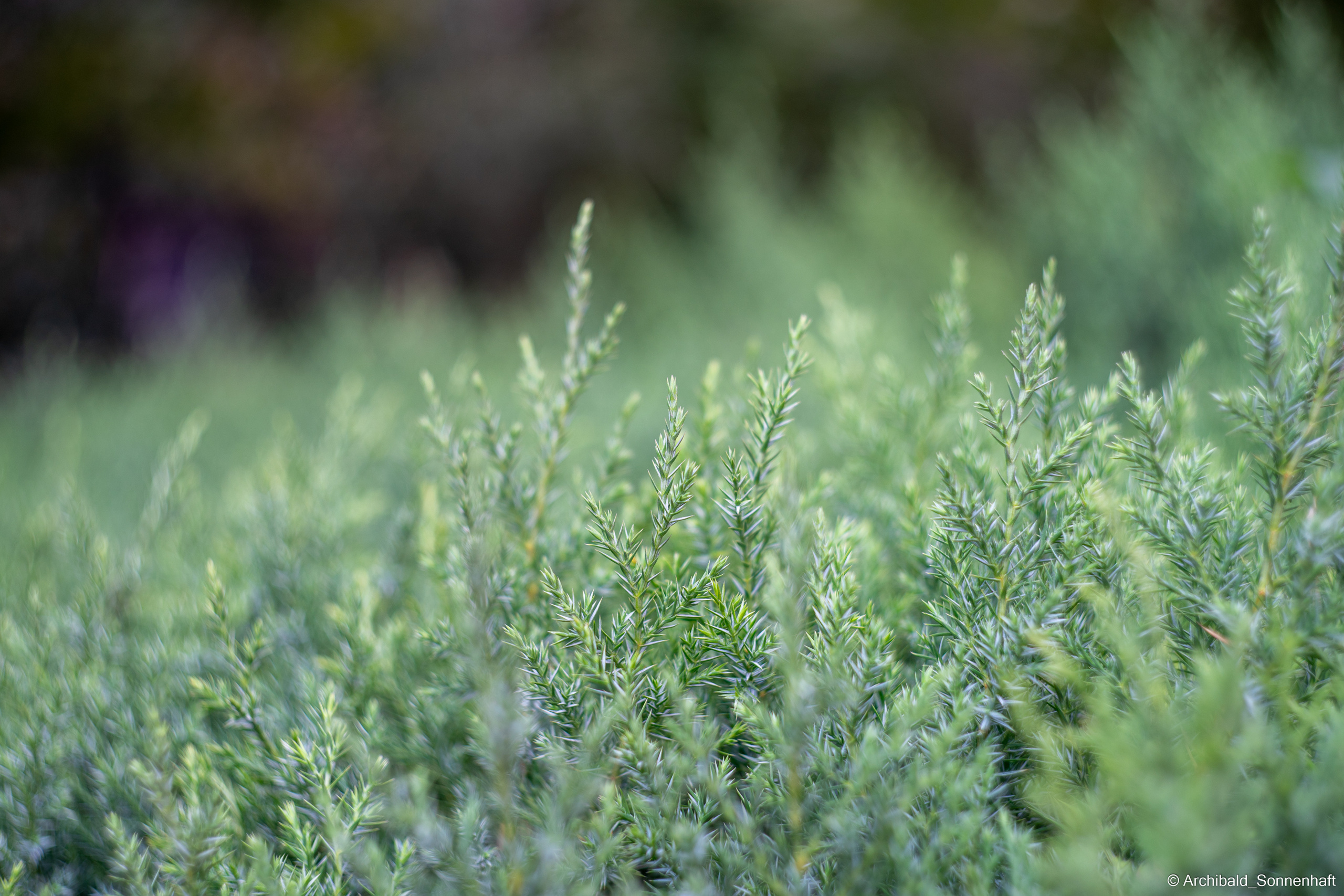 Qingdao or Qingtao — city of beer and european architecture. Photographer in Guangzhou, China. Archibald Sonnenhaft