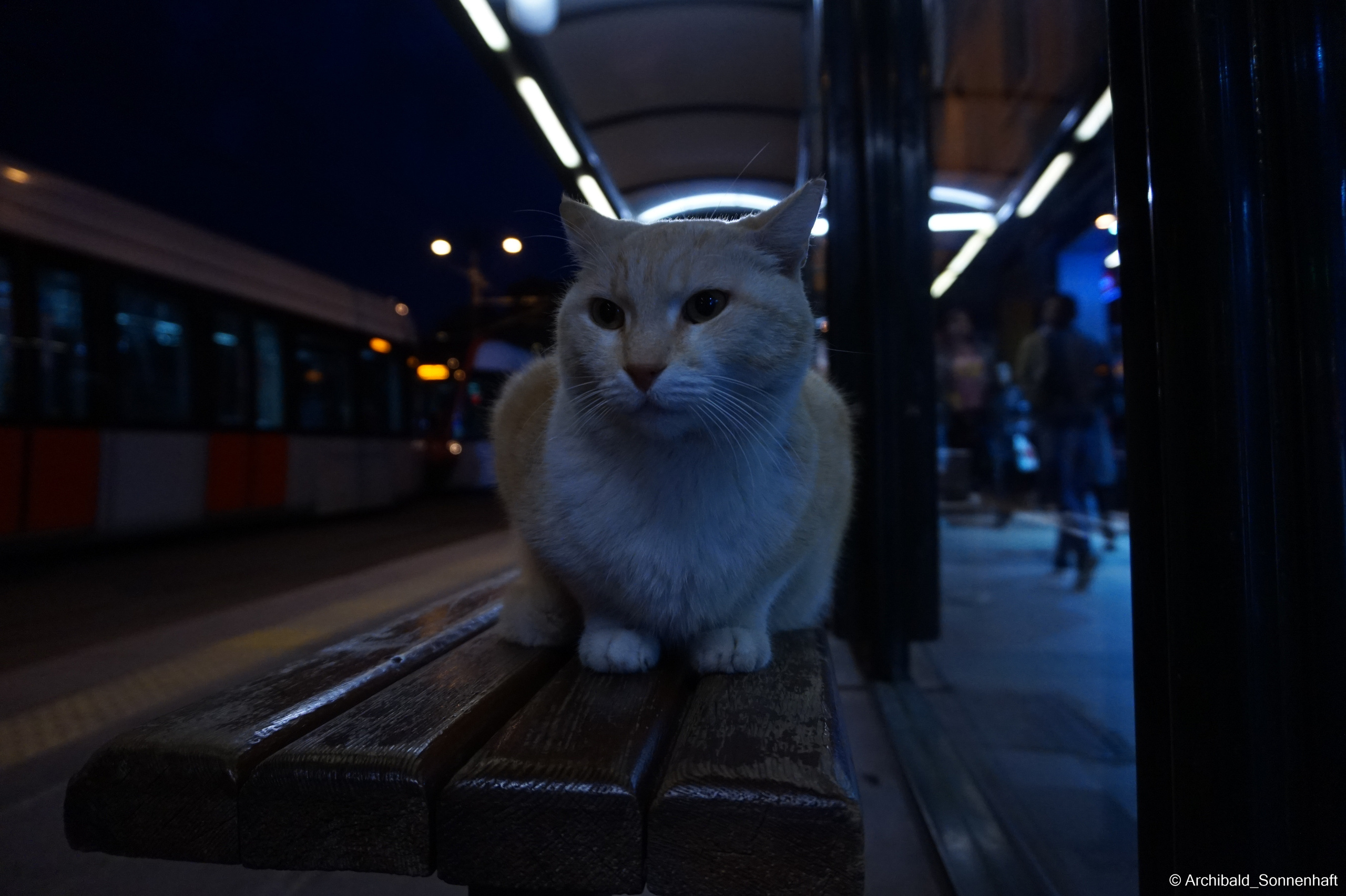 🇹🇷 Istambul, 2018-03. Photographer in Guangzhou, China. Archibald Sonnenhaft