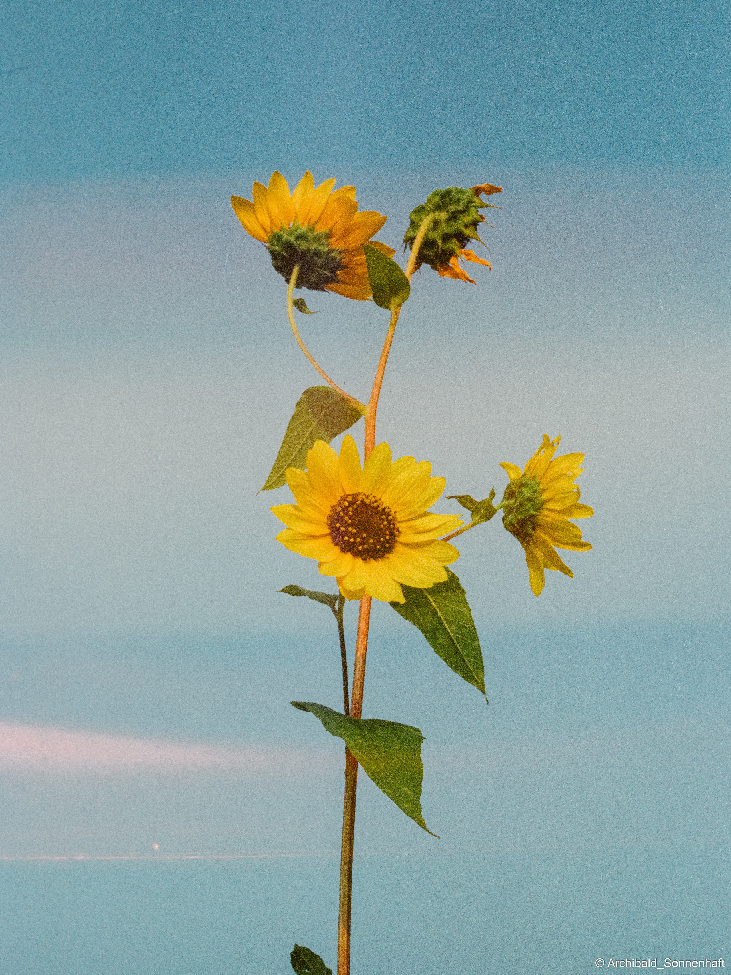 Yep, using film. Photographer in Guangzhou, China. Archibald Sonnenhaft