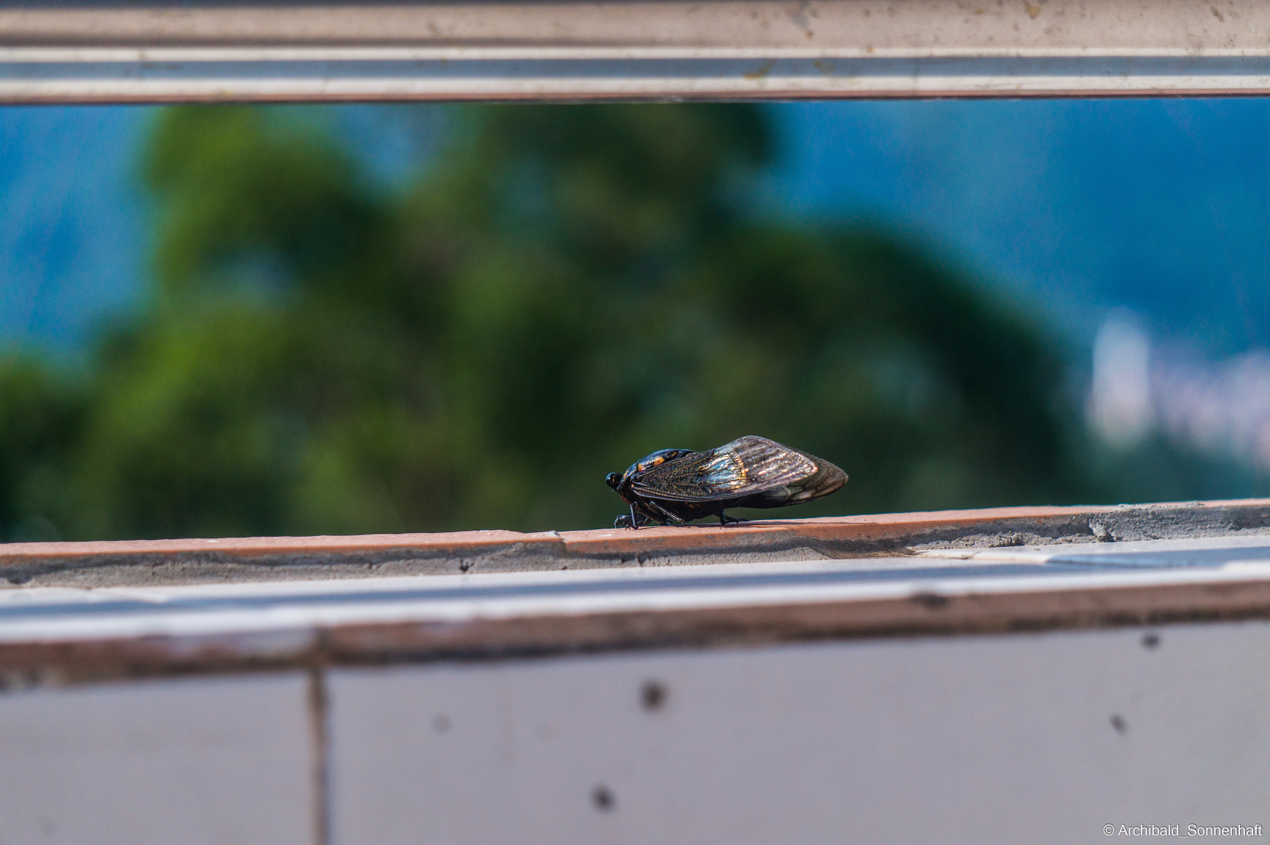 My first year of independent living, my first year in china, Guangzhou. Photographer in Guangzhou, China. Archibald Sonnenhaft