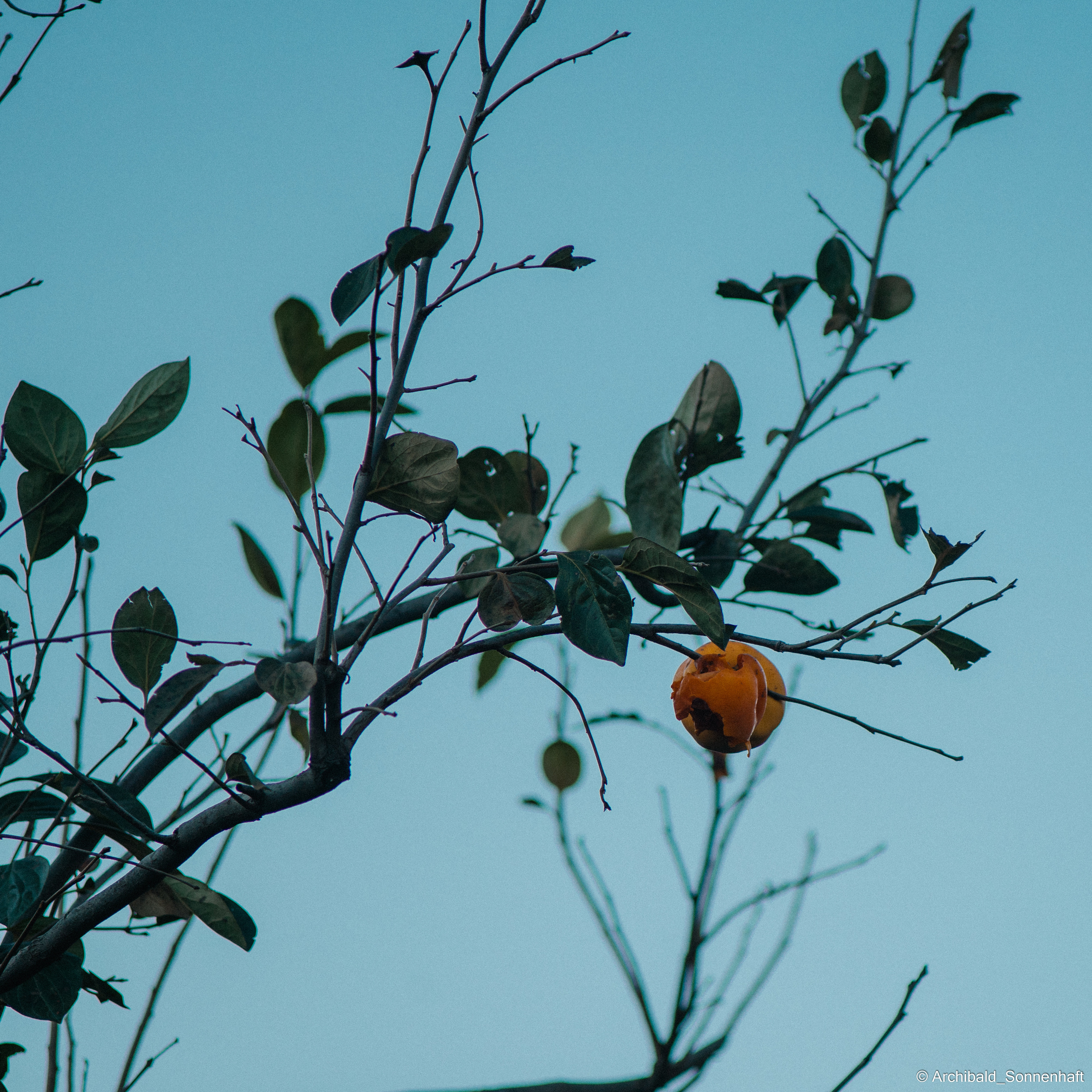 🇨🇳 长城, 天津 (ChangCheng, Tianjin), 2021.10.22. Photographer in Guangzhou, China. Archibald Sonnenhaft