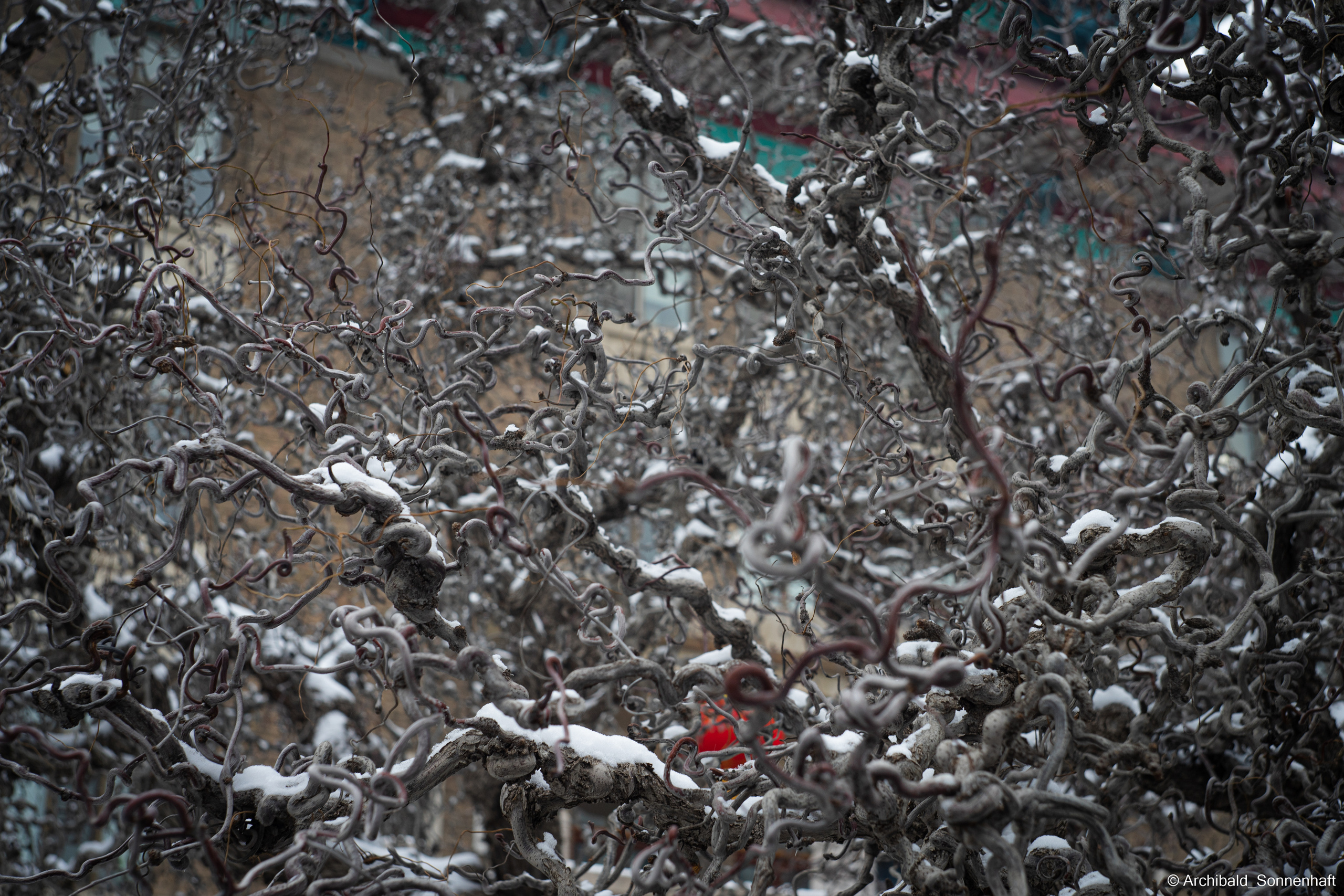 Juan, Student of the SIE, Tianjin University. Photographer in Guangzhou, China. Archibald Sonnenhaft