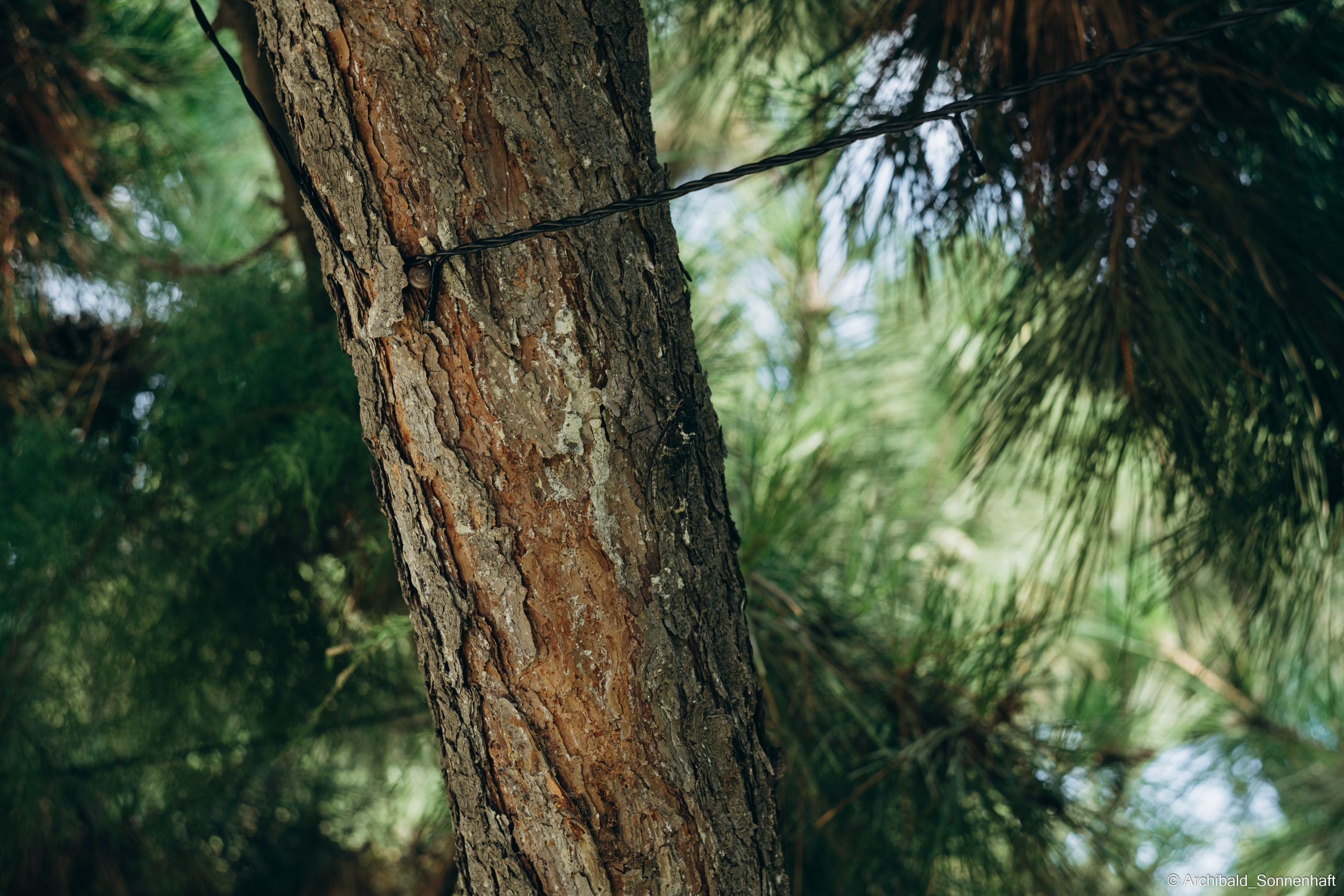 🇨🇳 北戴河, 秦皇岛 (BeiDaiHe, QingHuangDao), 2021-07. Photographer in Guangzhou, China. Archibald Sonnenhaft