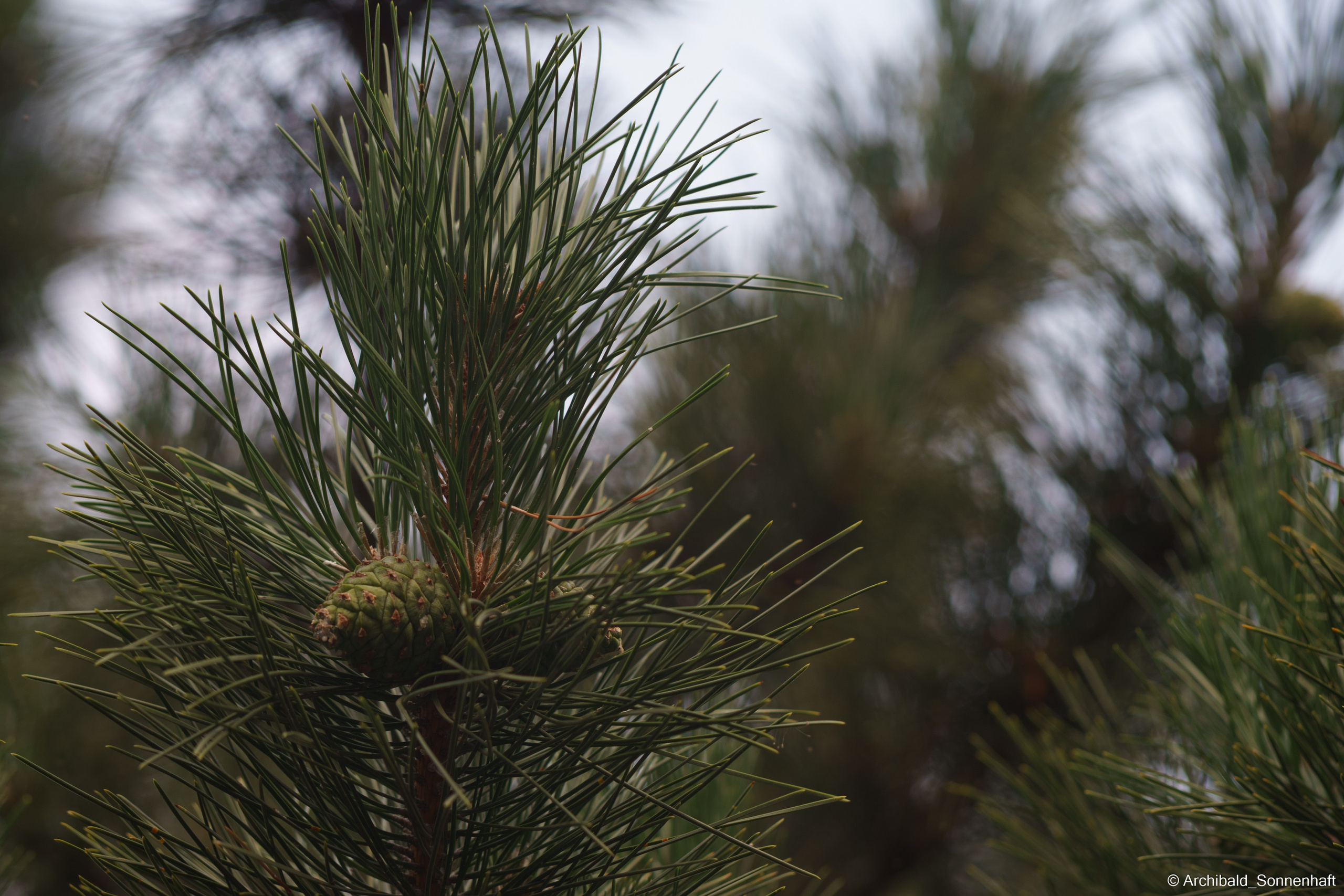 🇨🇳 北京 (Beijng), 2019.07. Photographer in Guangzhou, China. Archibald Sonnenhaft
