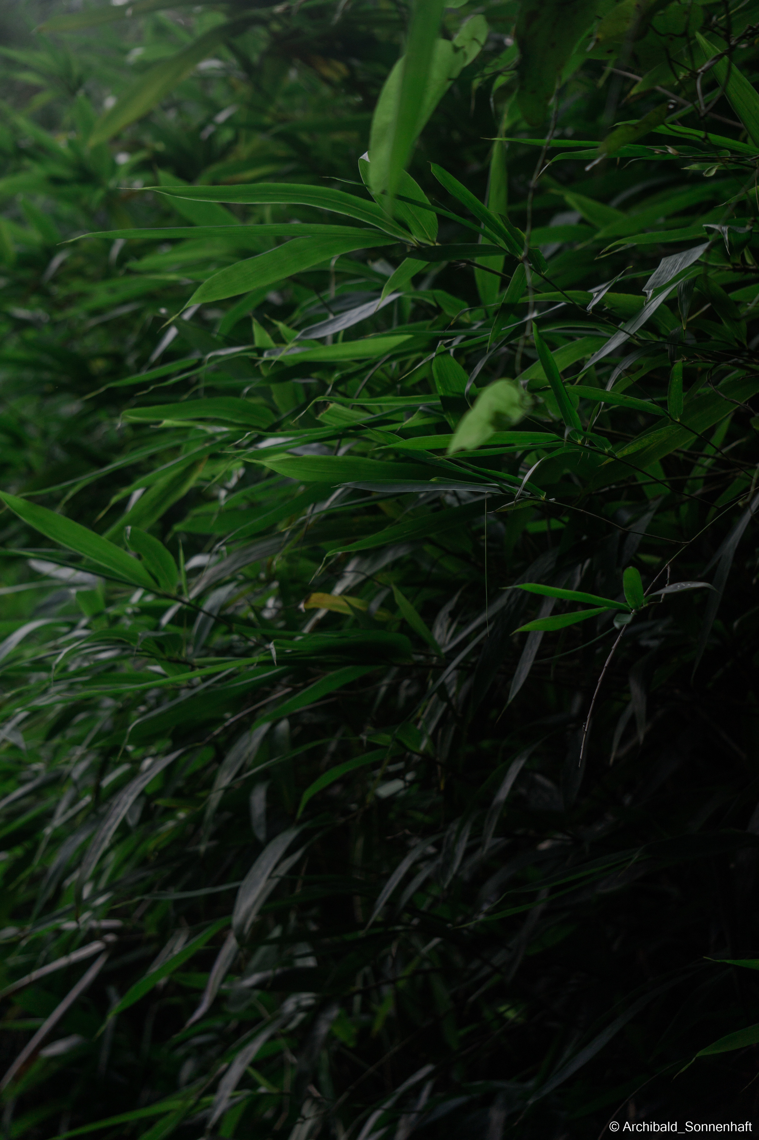 My first year of independent living, my first year in china, Guangzhou. Photographer in Guangzhou, China. Archibald Sonnenhaft