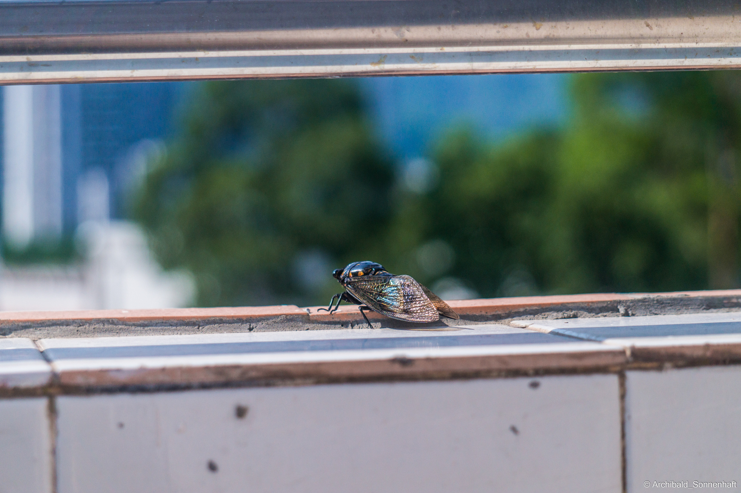 My first year of independent living, my first year in china, Guangzhou. Photographer in Guangzhou, China. Archibald Sonnenhaft