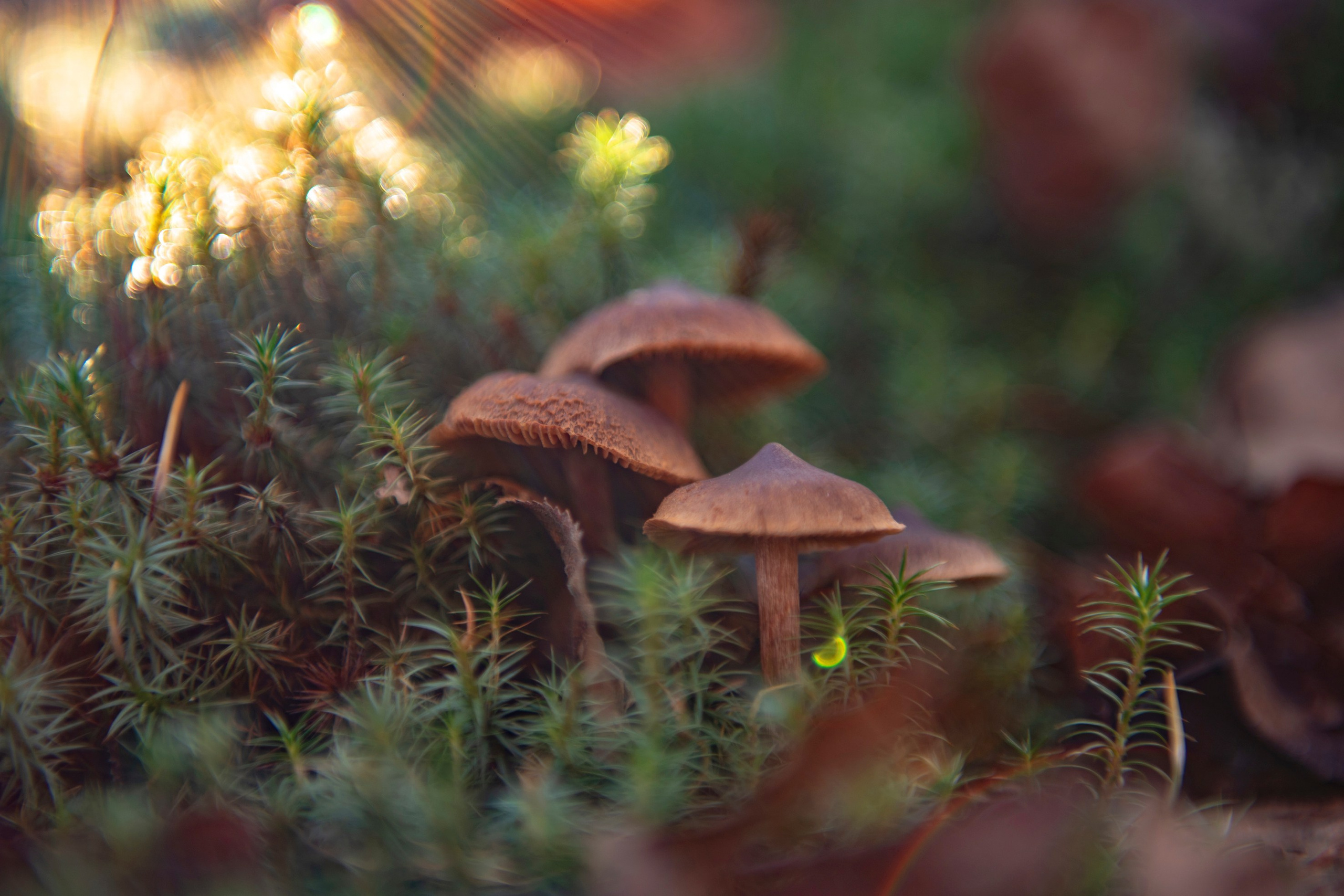 Природа. Команда фотографов Кристины Ивановой