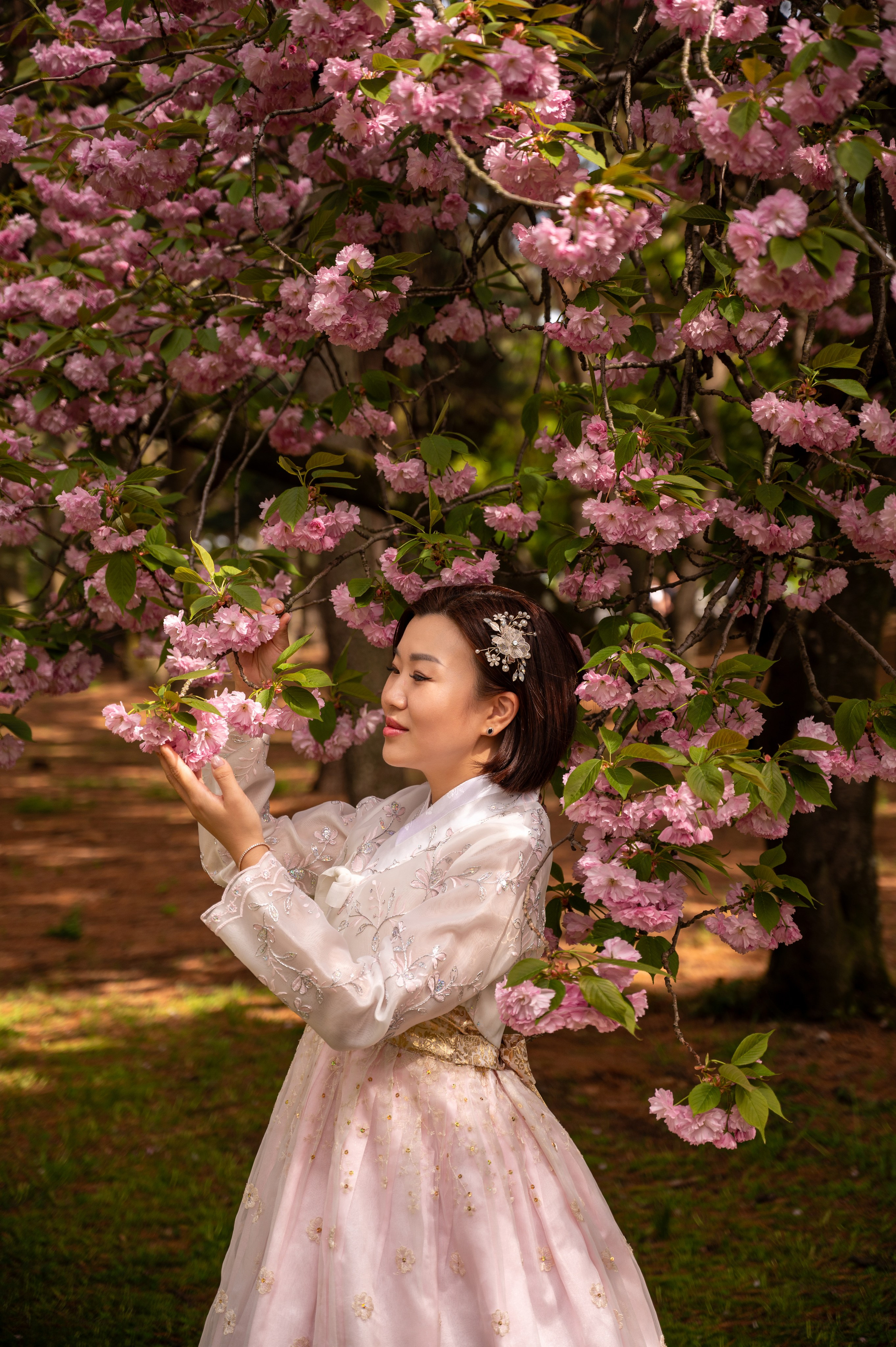 Woman in a light hanbok by a blooming double cherry blossom tree — hanbok photoshoot in Busan · 감천문화마을