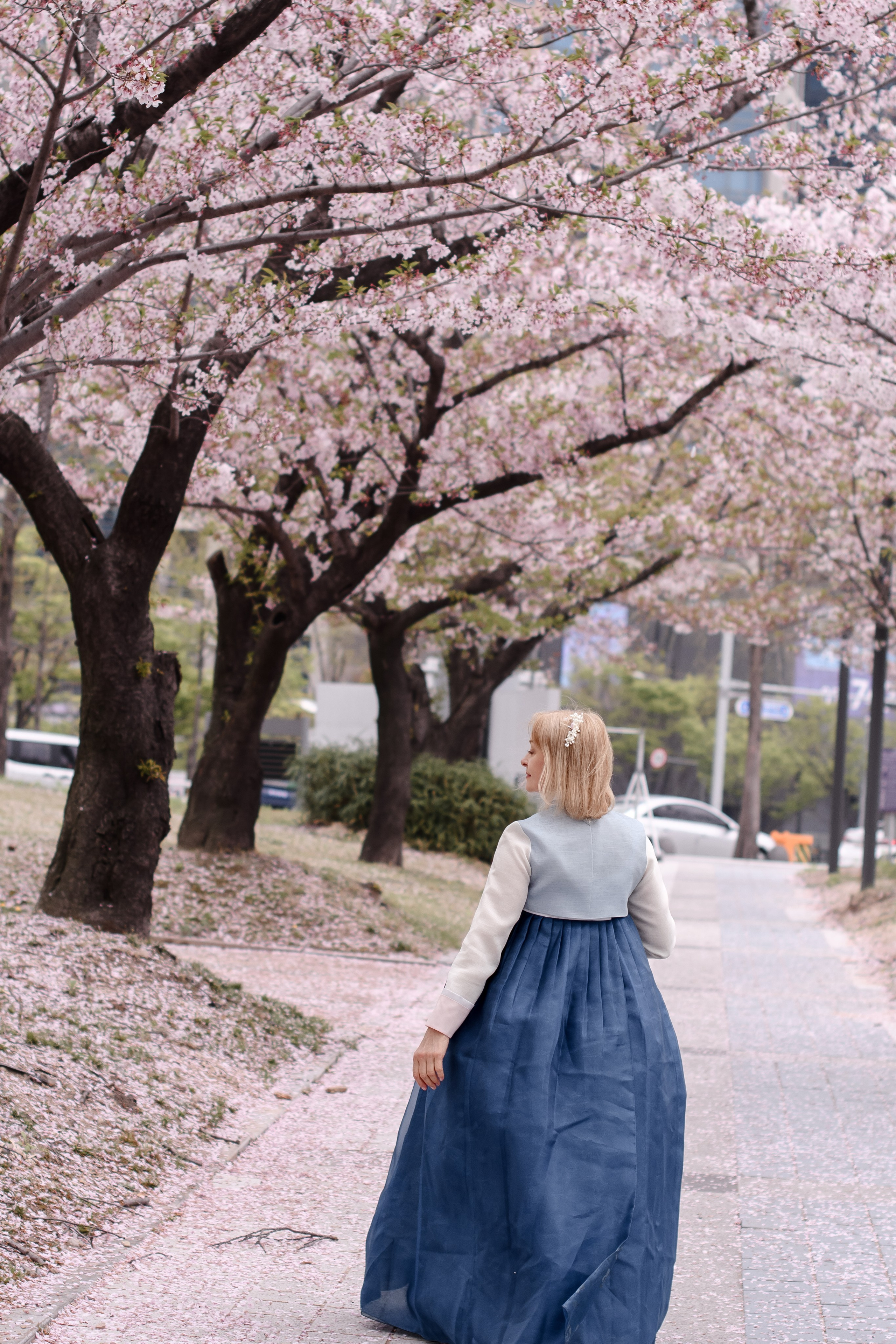 Woman in a navy hanbok on a cherry blossom alley — hanbok photoshoot in Busan · 釜山 韓服撮影