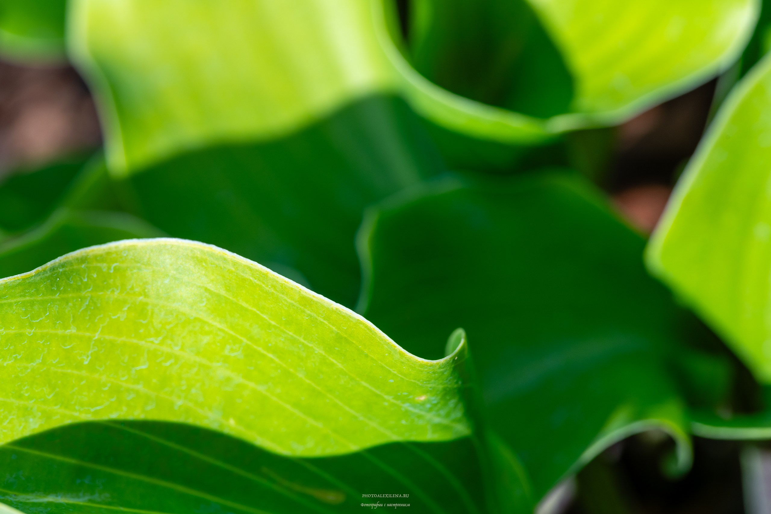 Все оттенки зелёного. Авторские стильные фотокартины